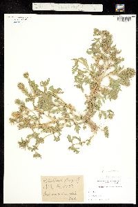 Image of Verbena bracteata