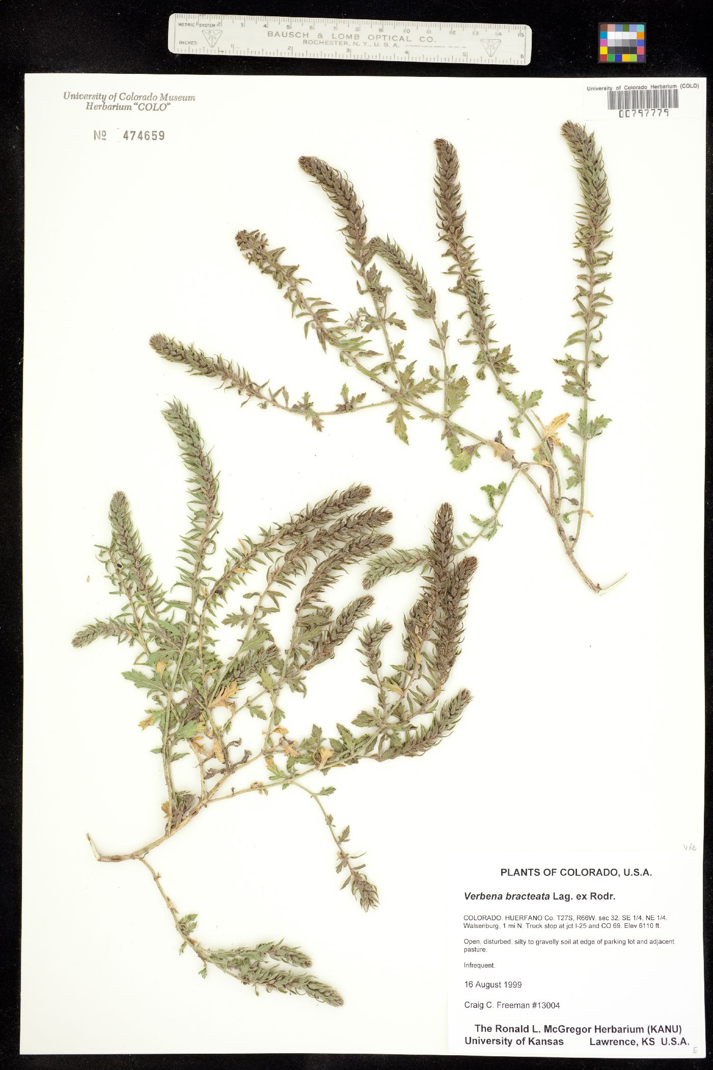 Verbena bracteata image