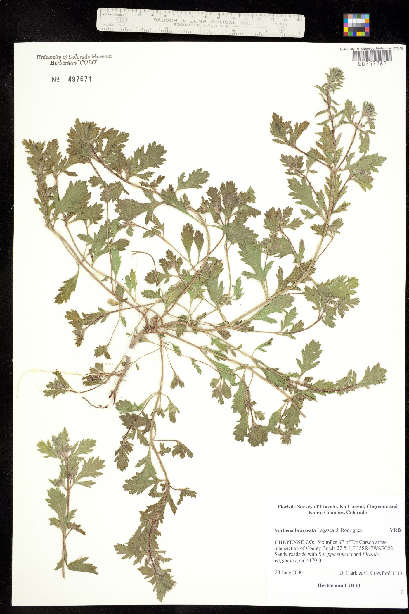Verbena bracteata image