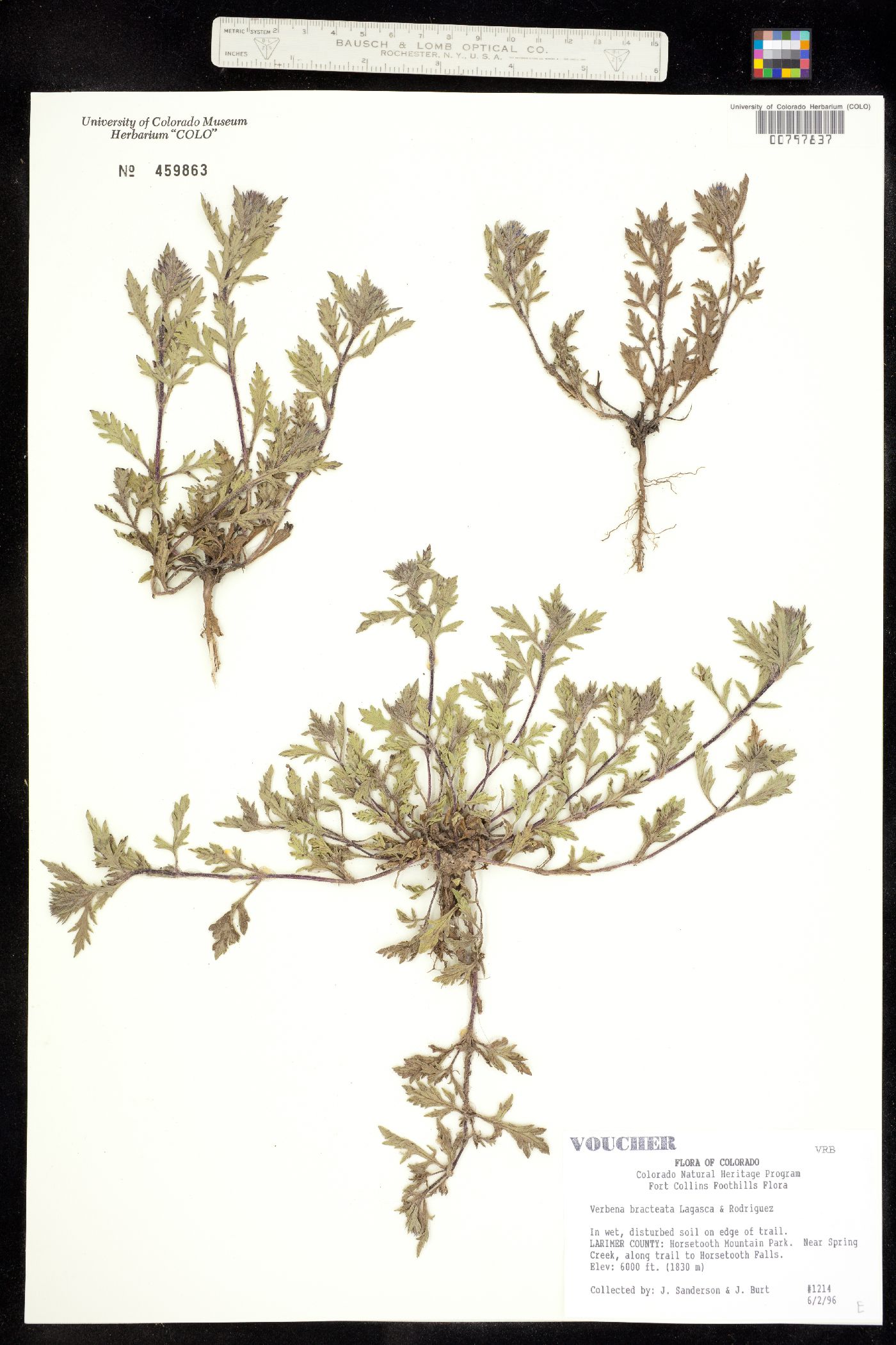 Verbena image