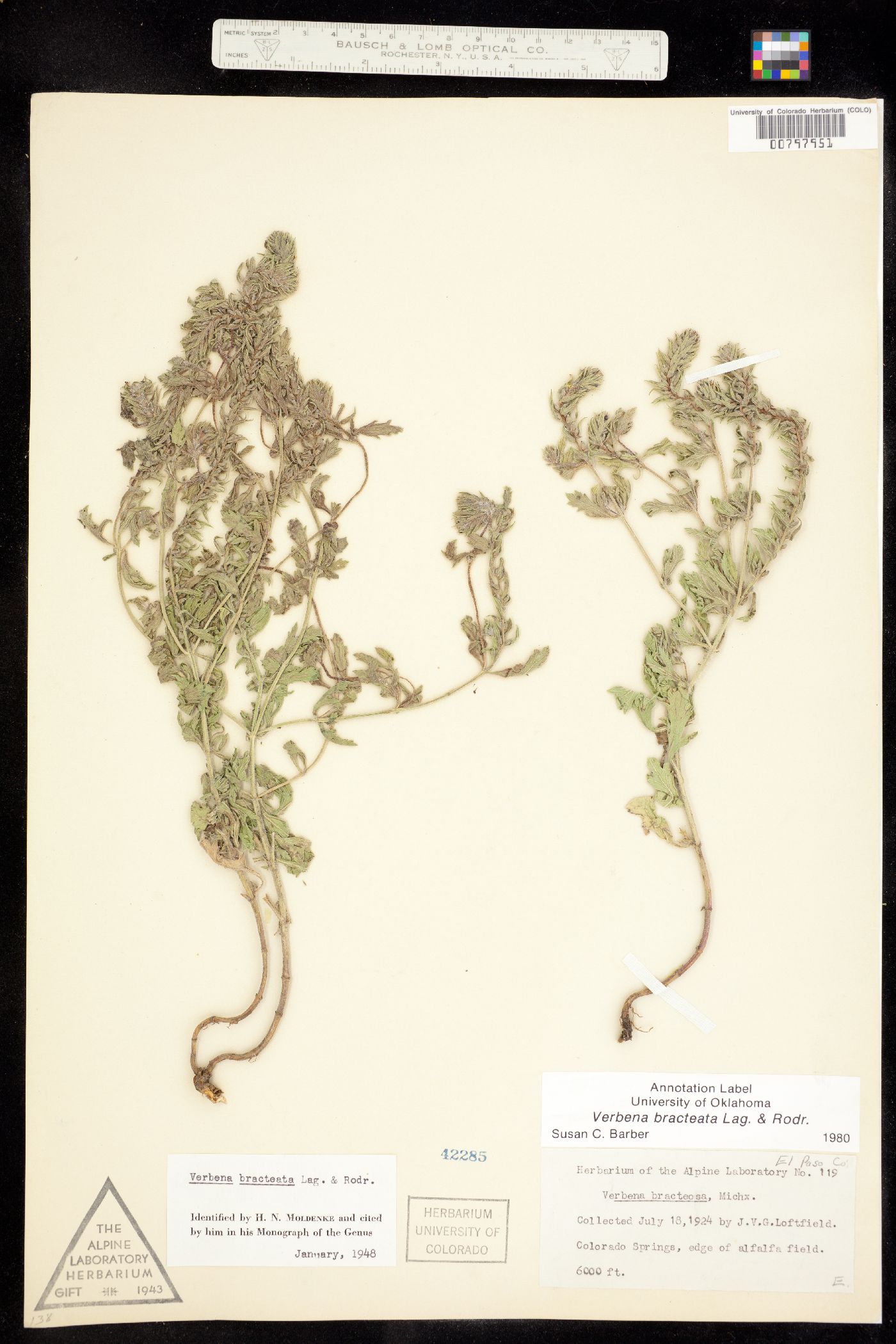 Verbena bracteata image