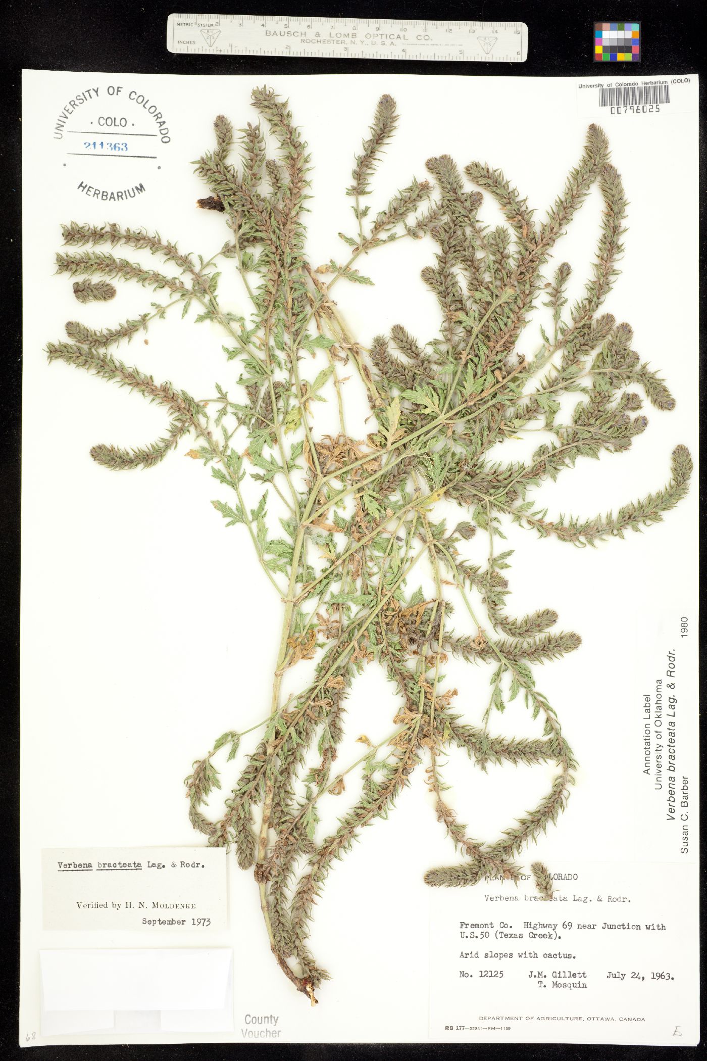 Verbenaceae image