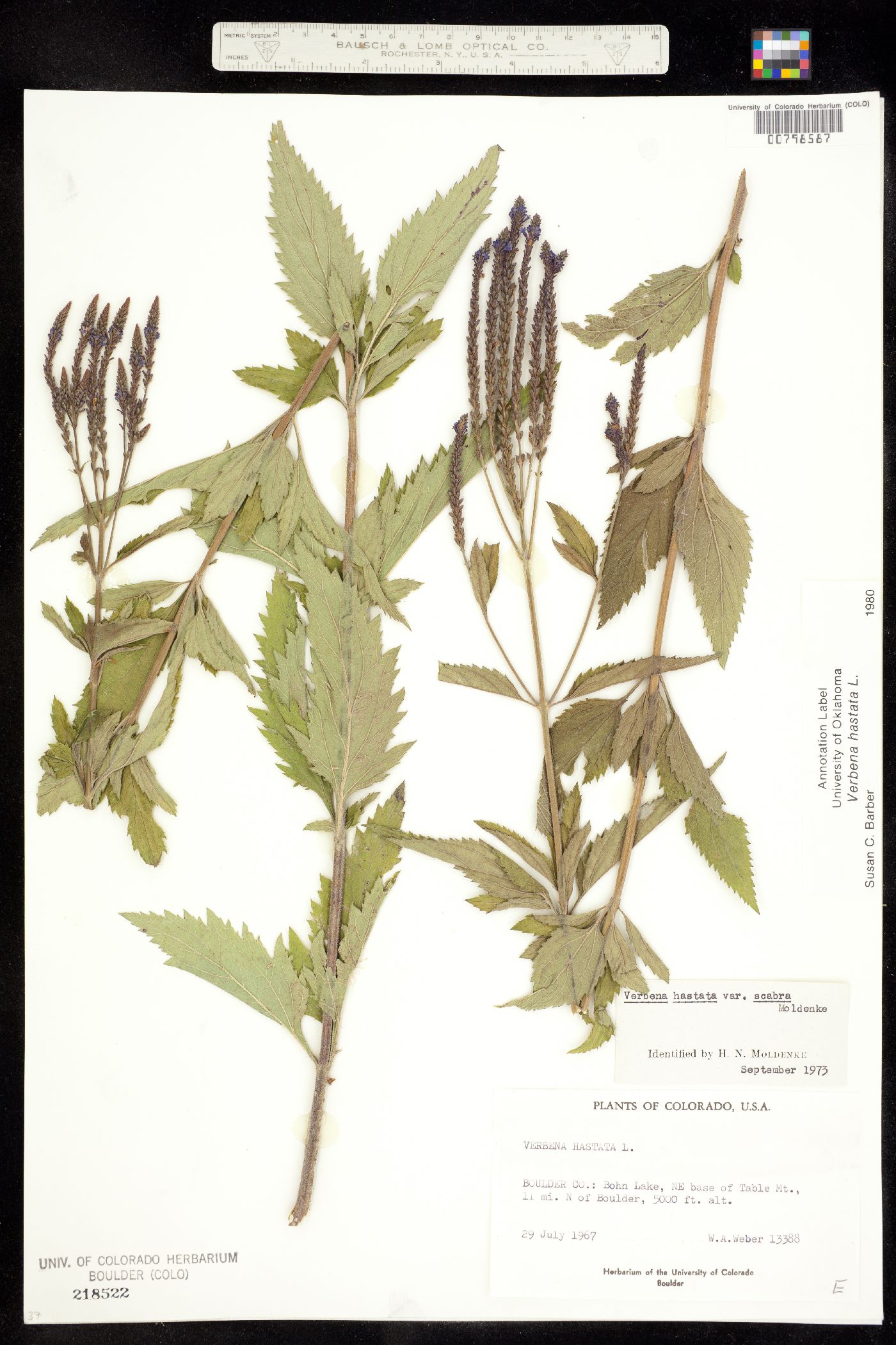 Verbenaceae image