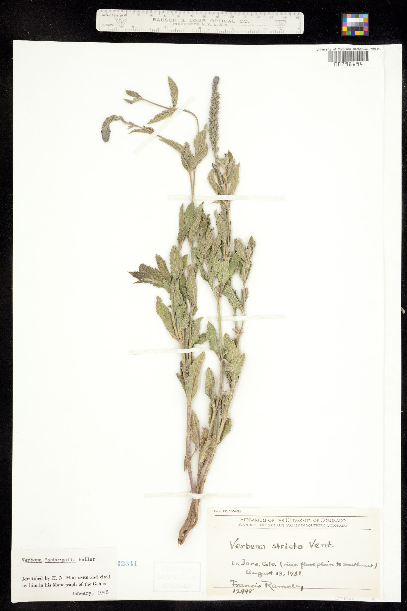 Verbena image