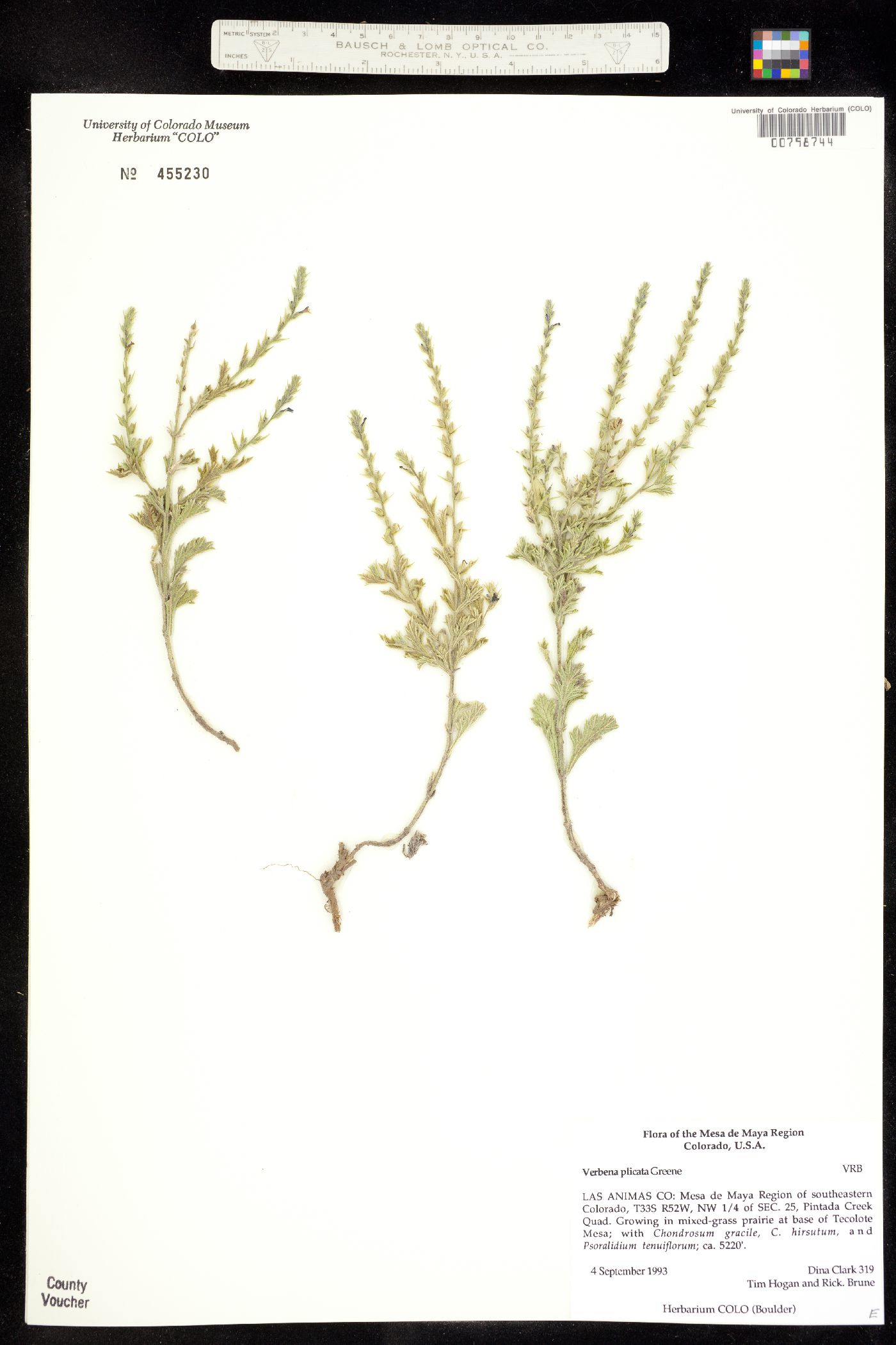 Verbena plicata image