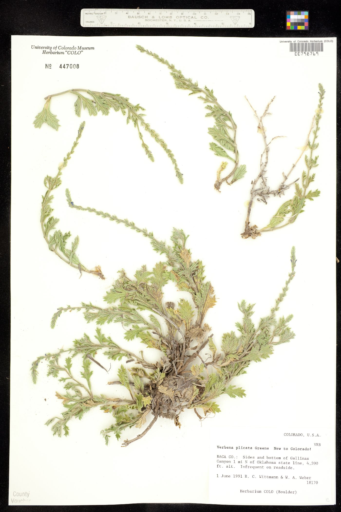 Verbena plicata image