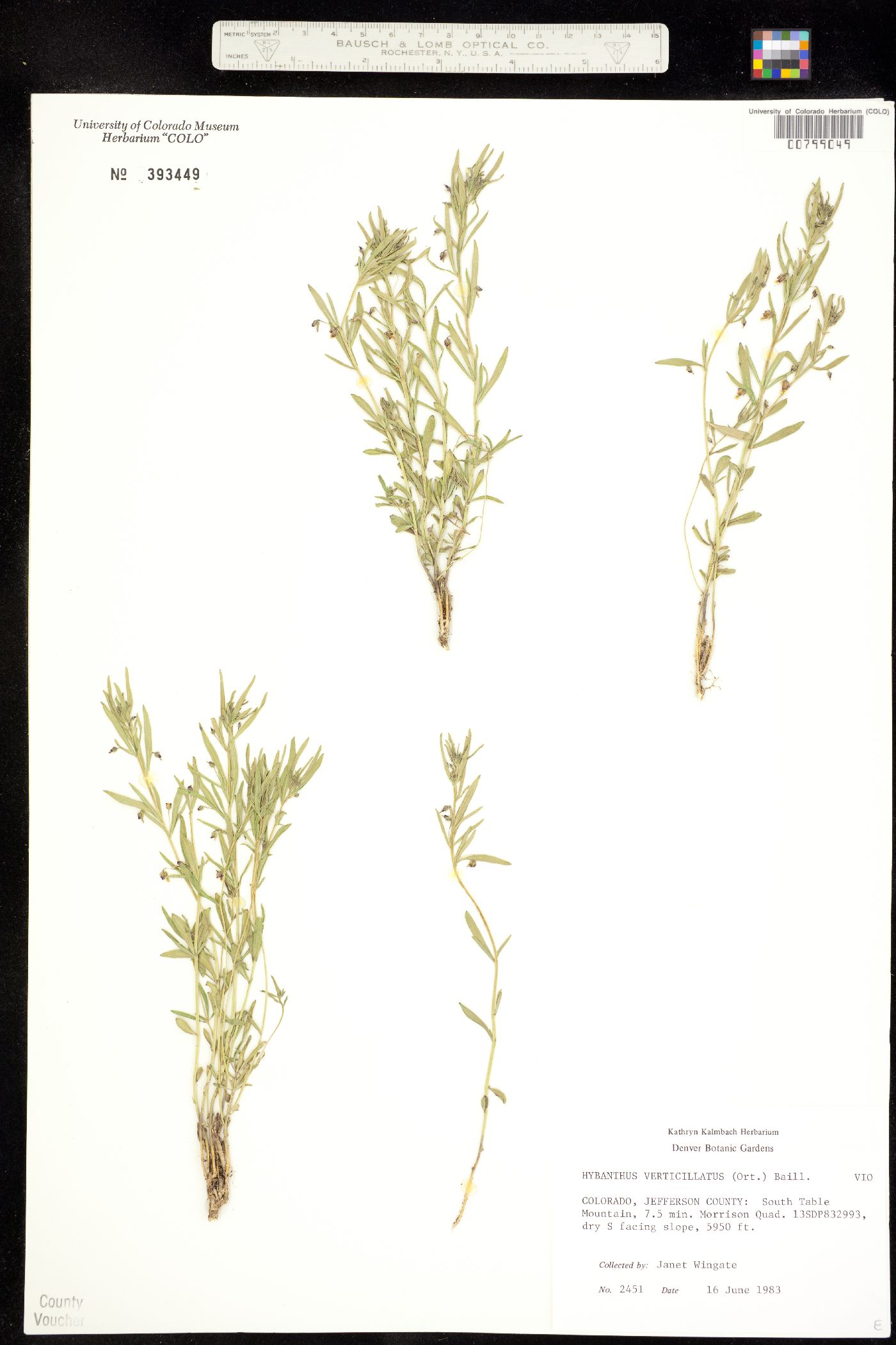 Hybanthus verticillatus image