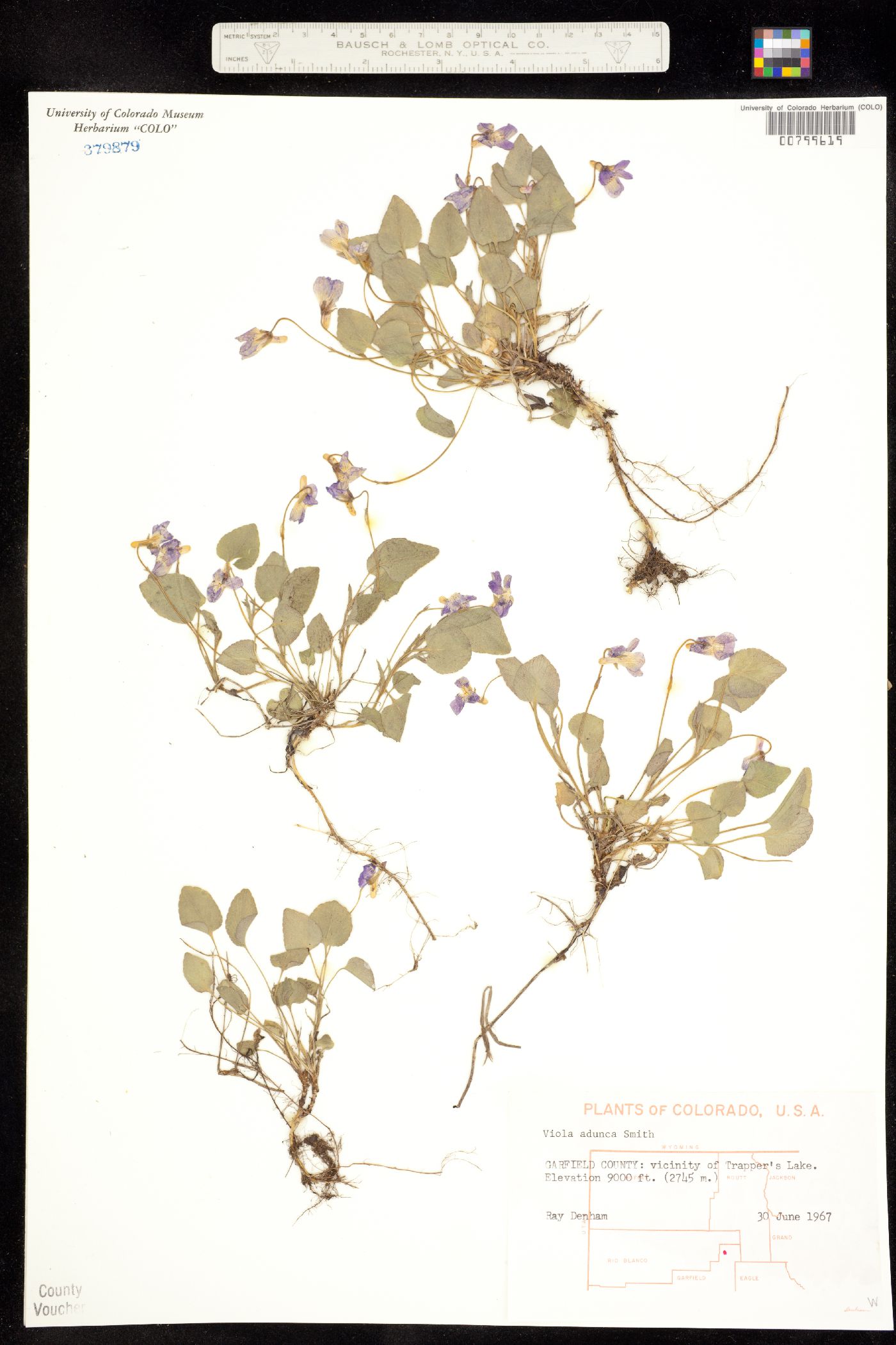 Viola adunca image