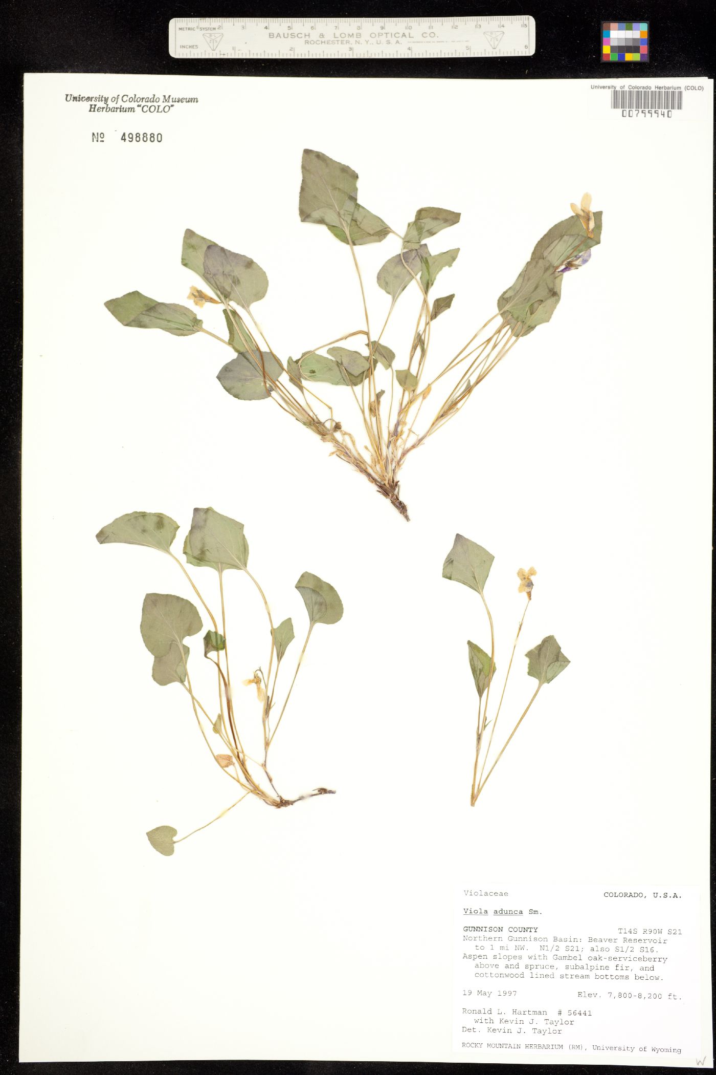 Viola image