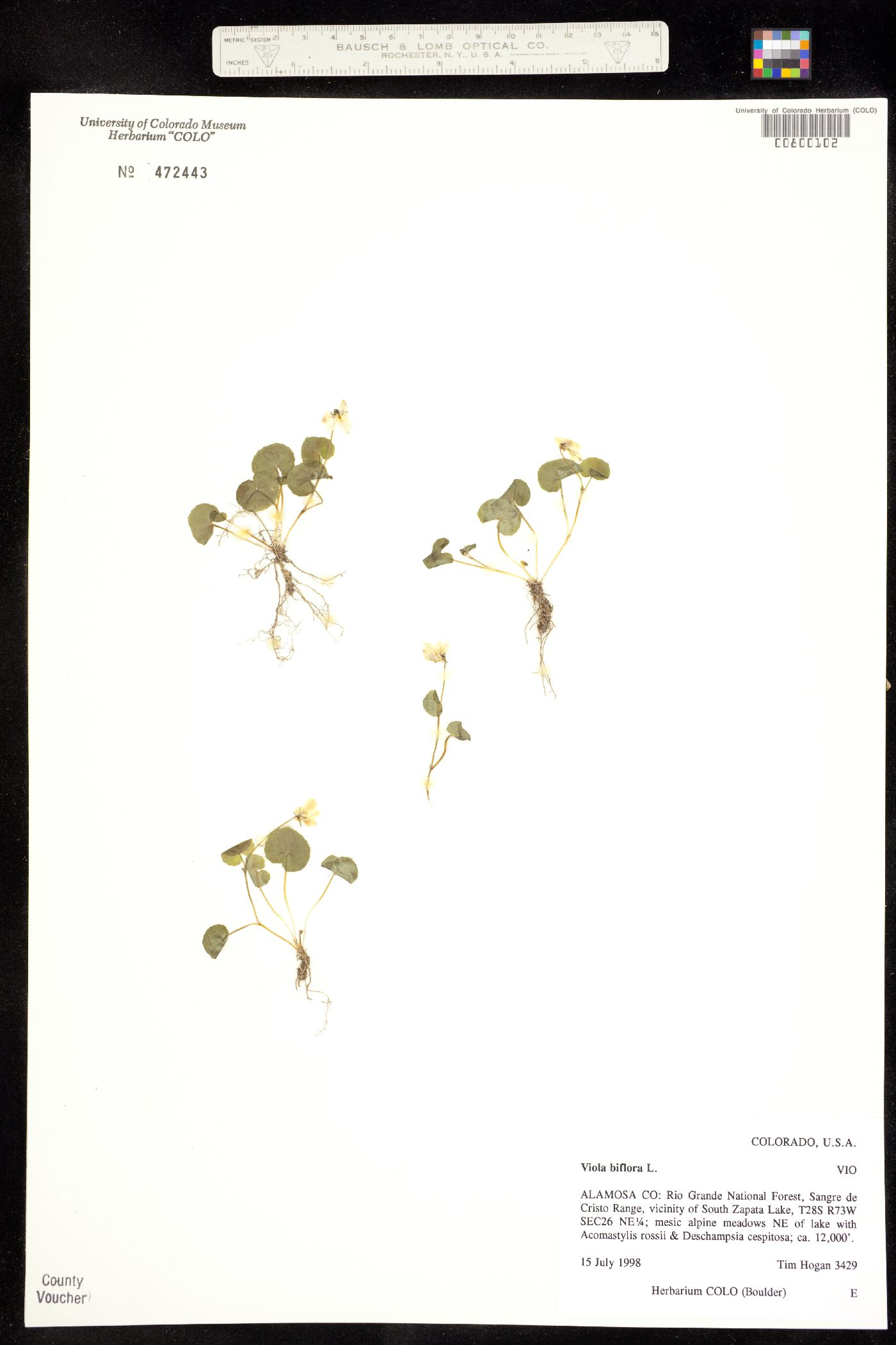 Viola biflora image