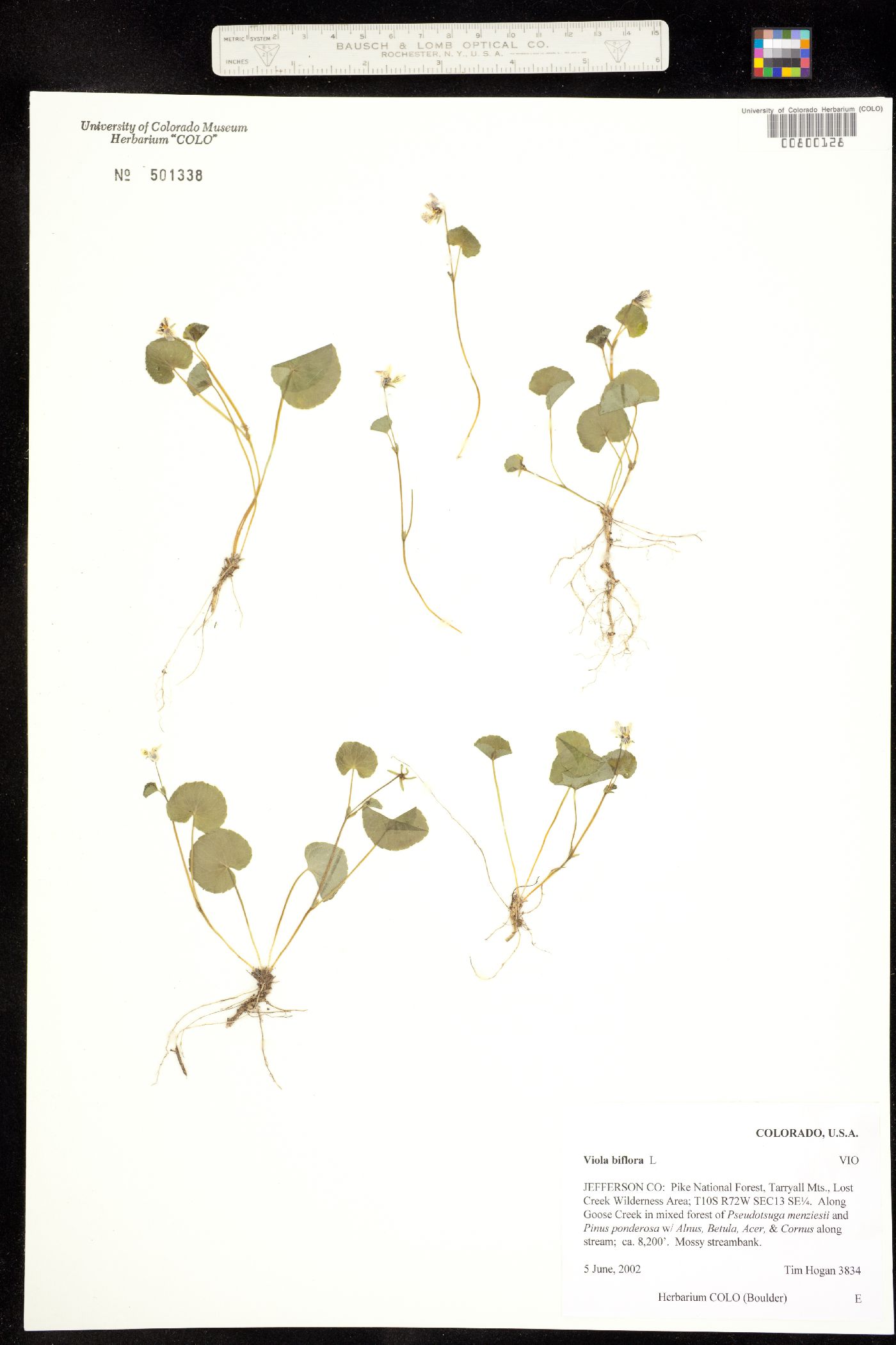 Viola biflora image