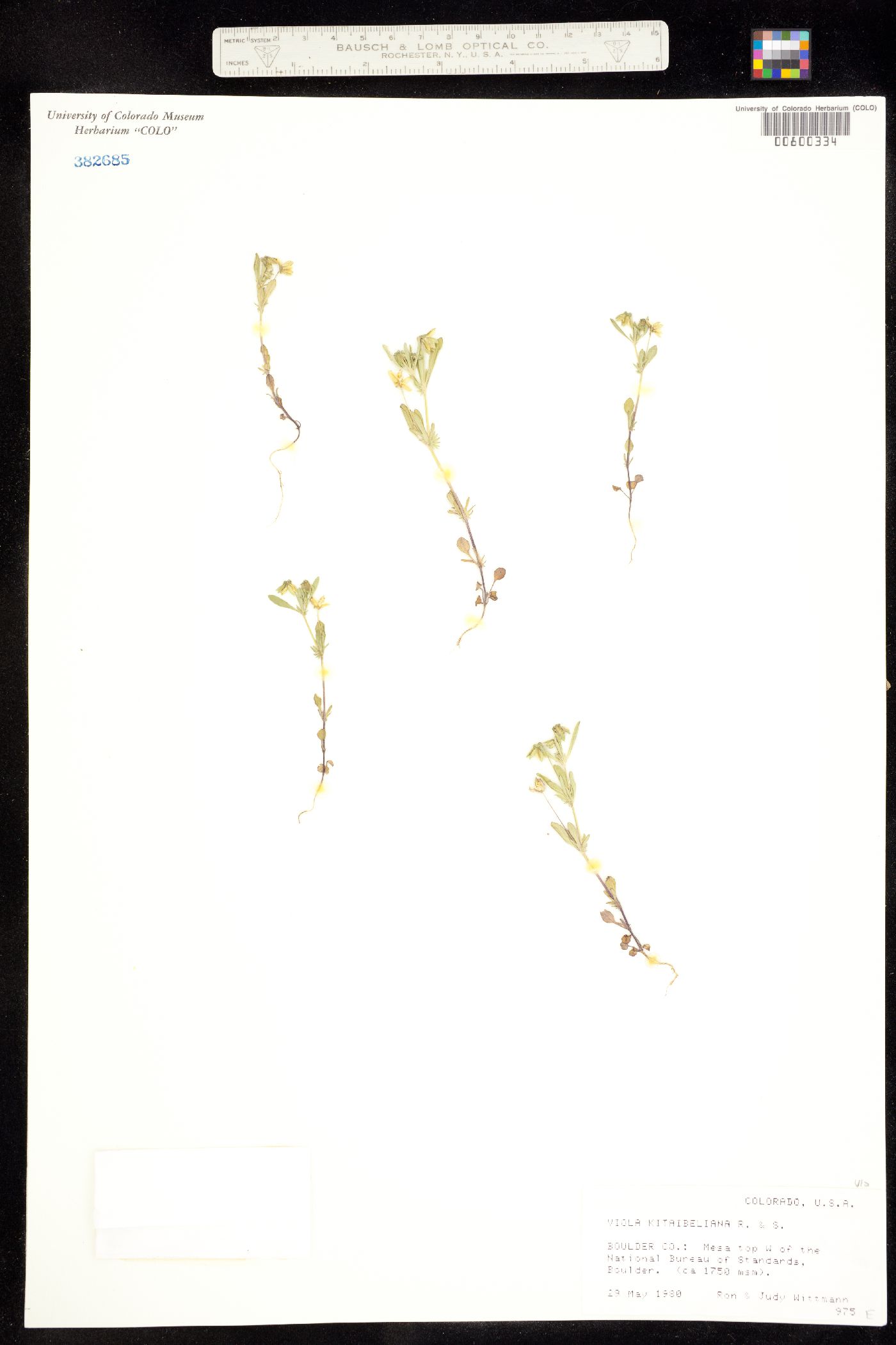 Viola bicolor image