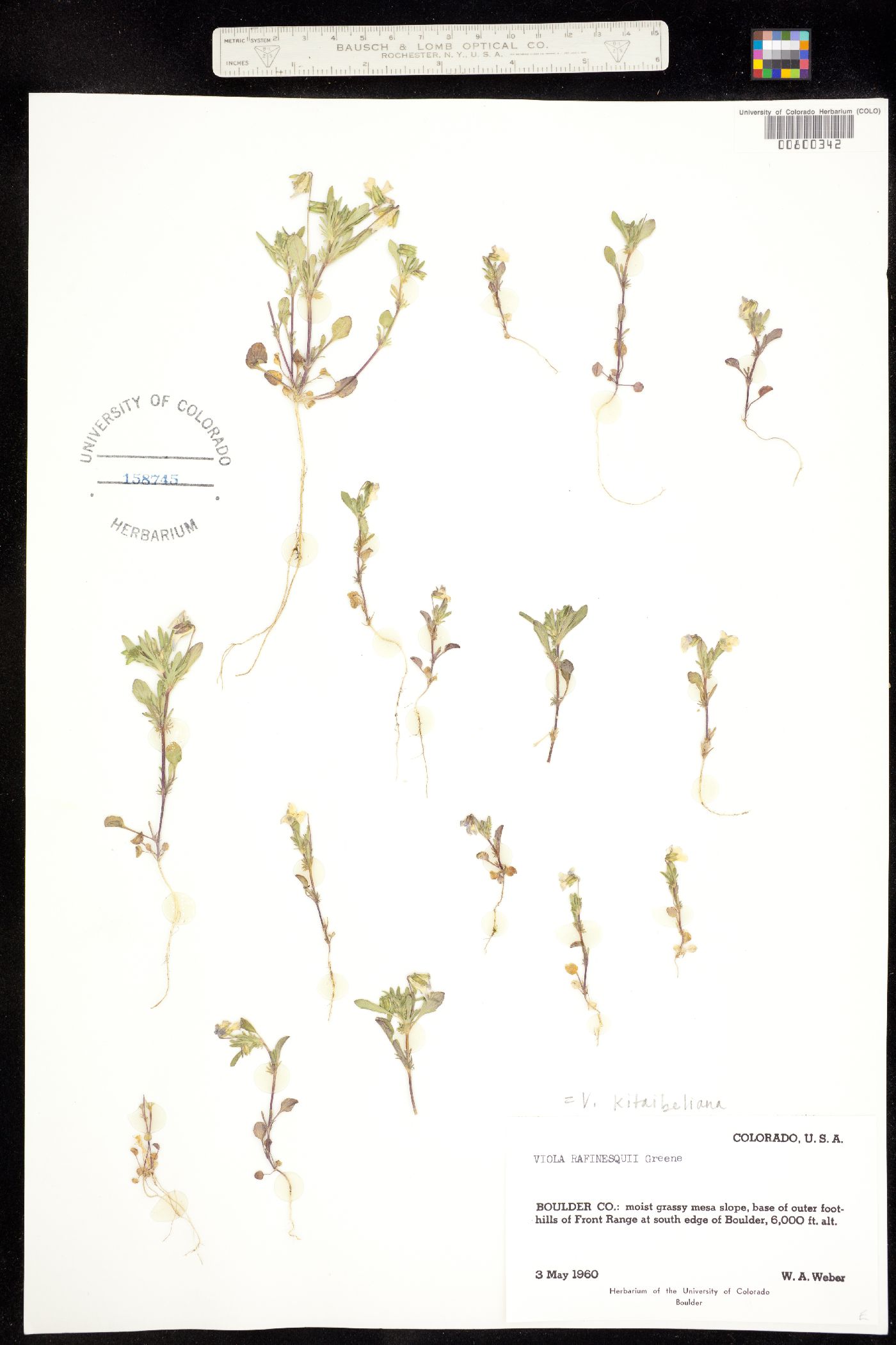 Viola bicolor image