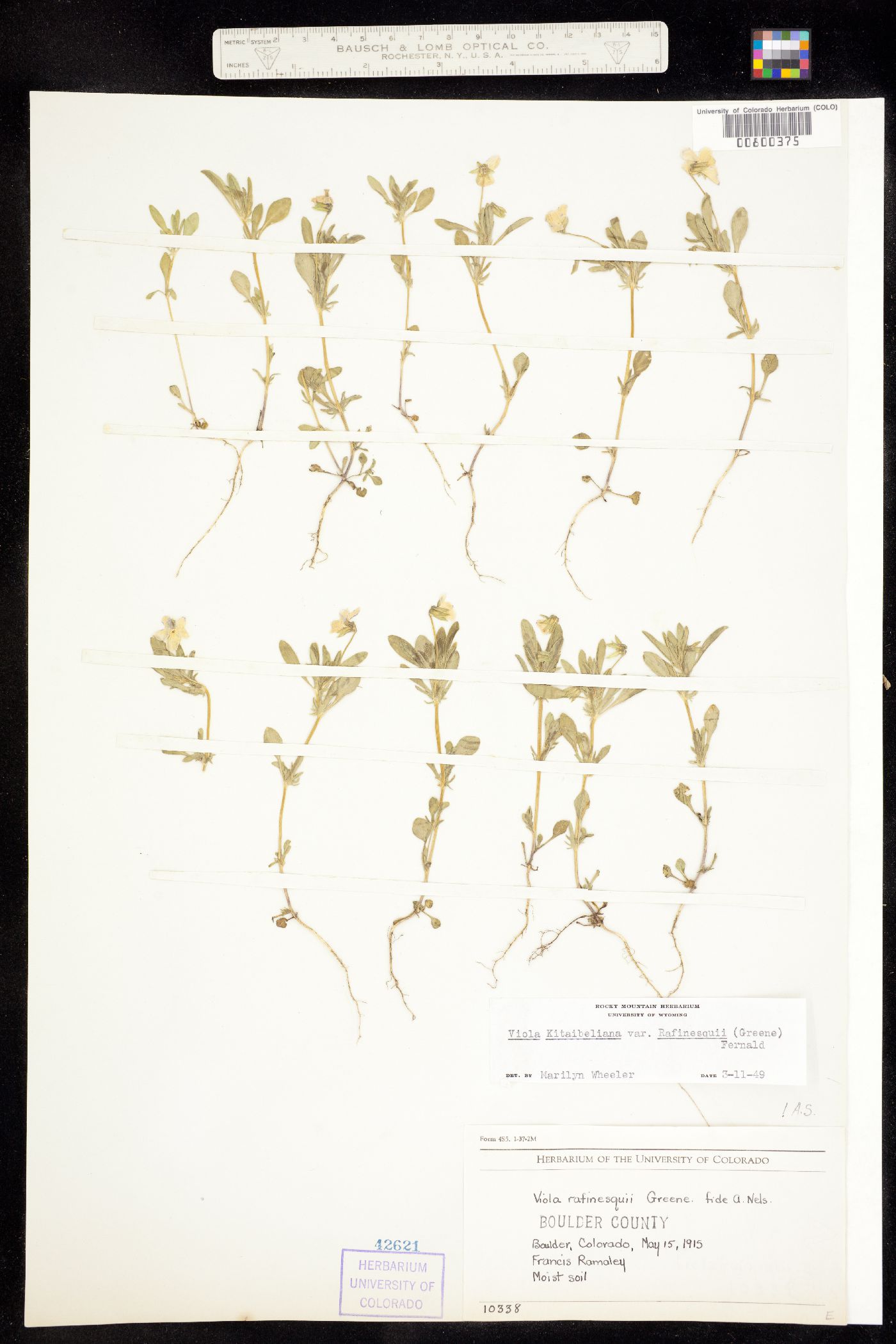 Viola bicolor image