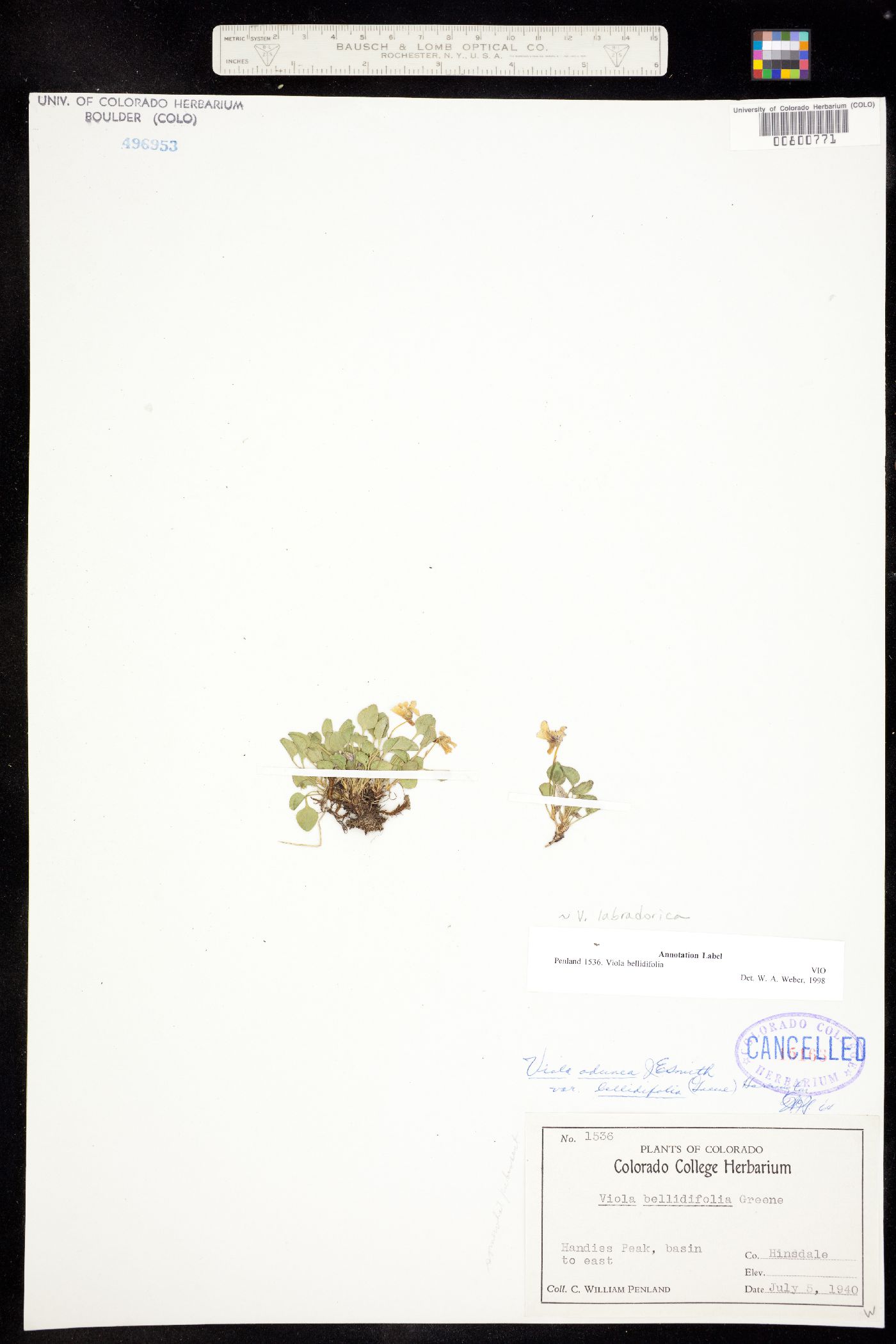 Viola labradorica image