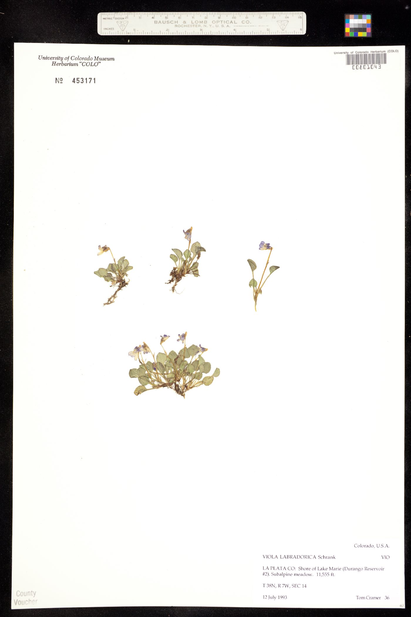 Viola labradorica image