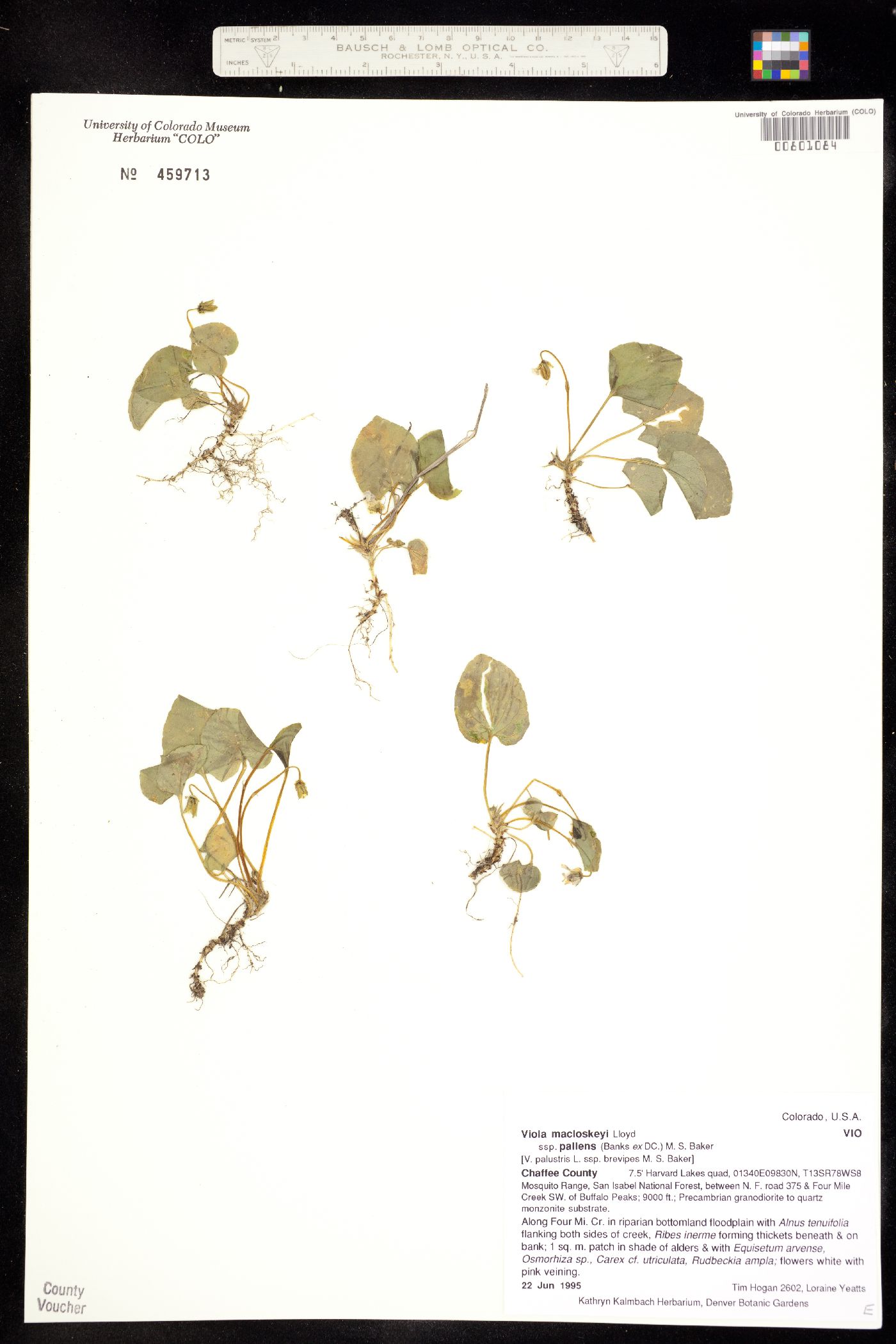 Viola macloskeyi subsp. pallens image