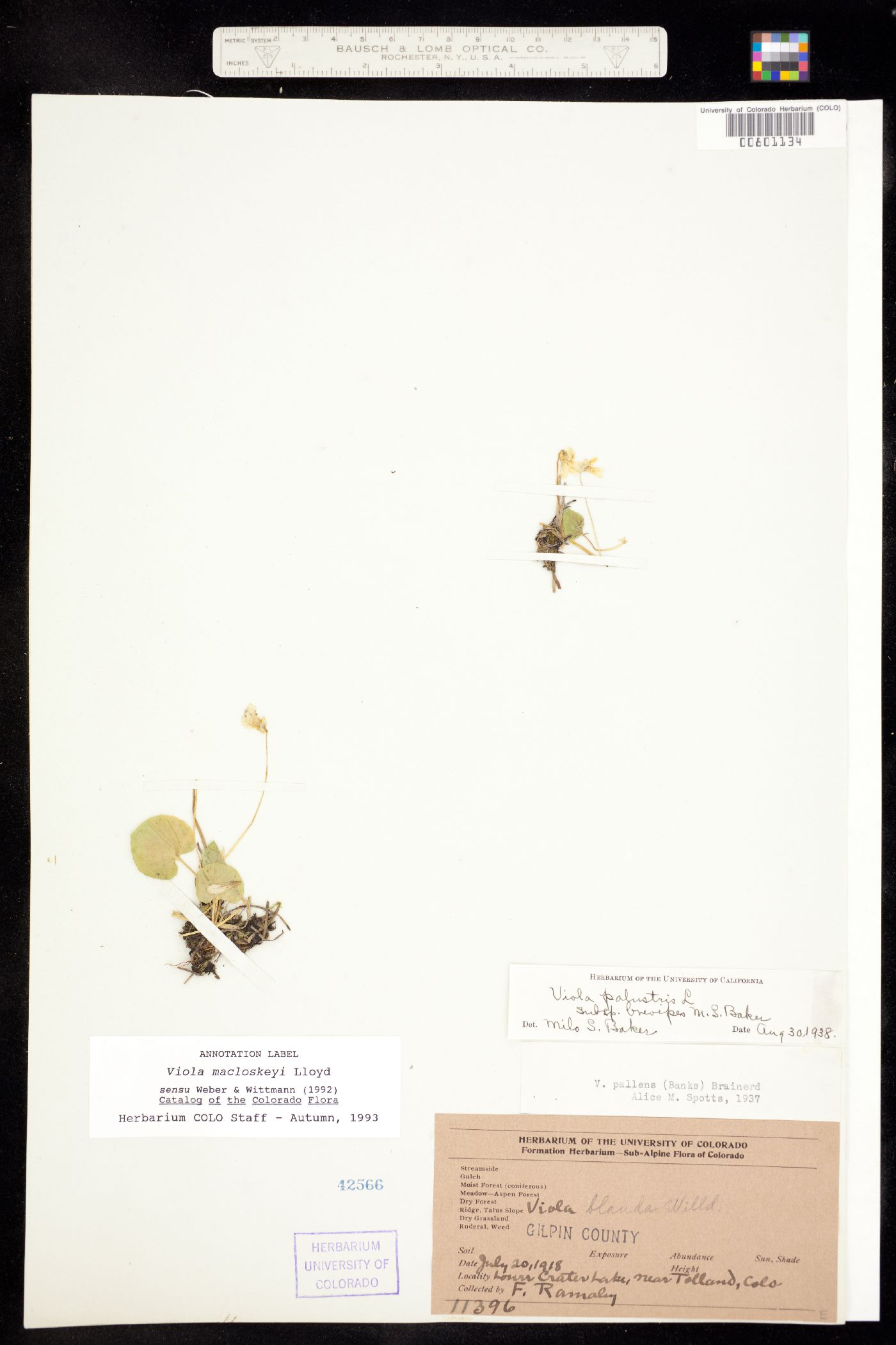 Viola macloskeyi subsp. pallens image