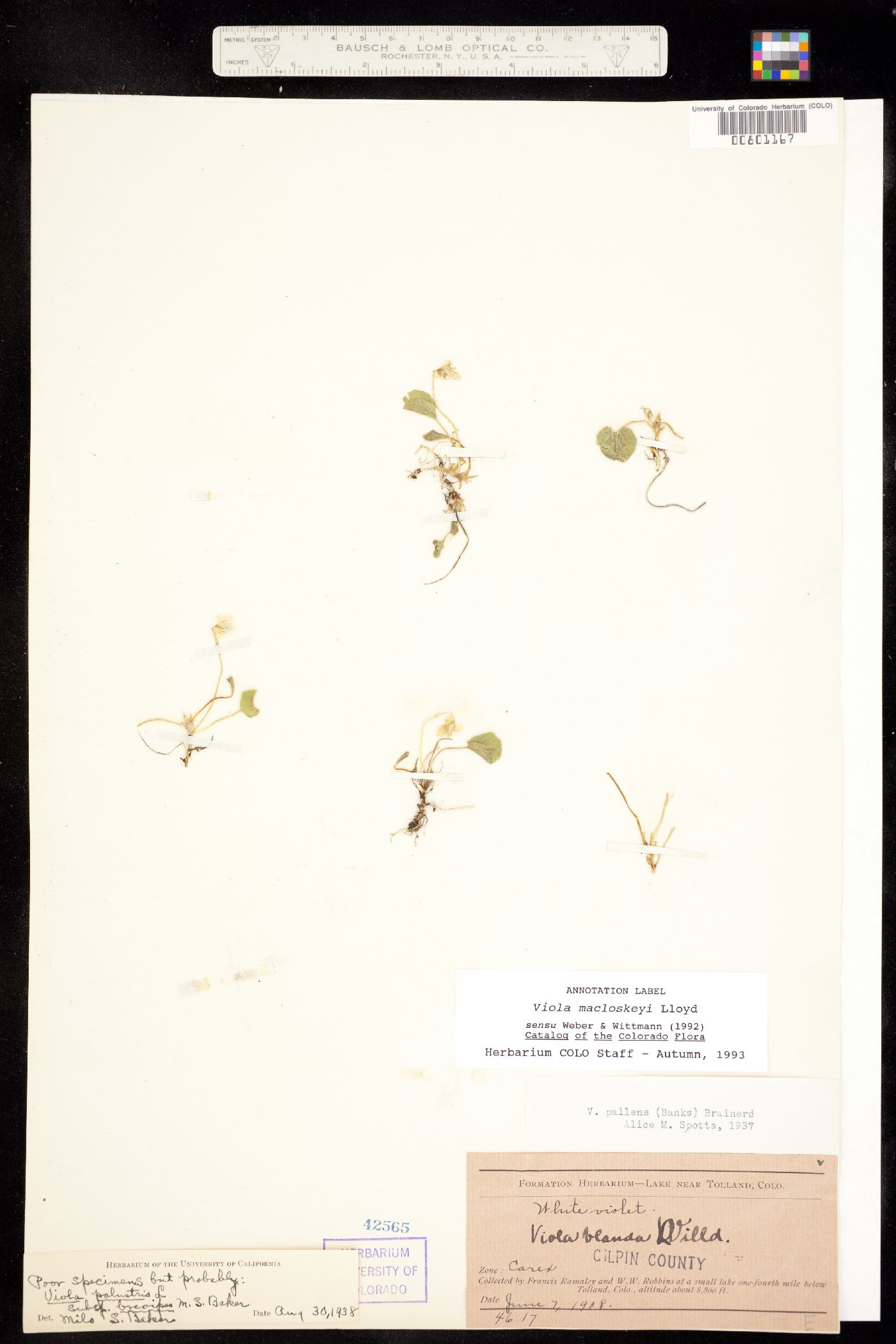 Viola macloskeyi image