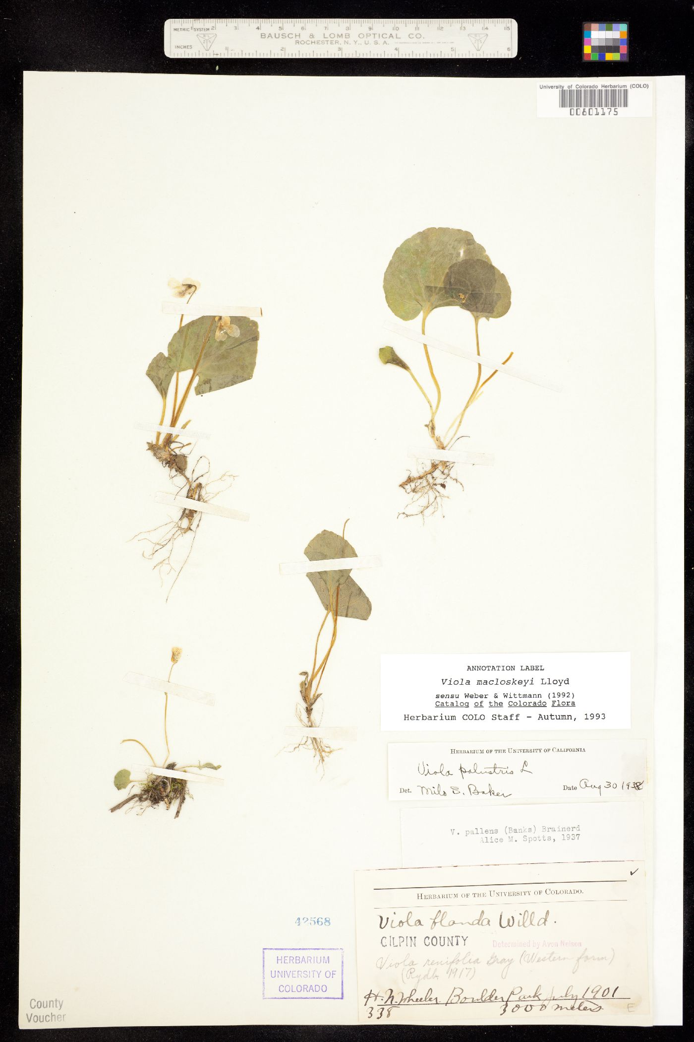 Viola macloskeyi subsp. pallens image