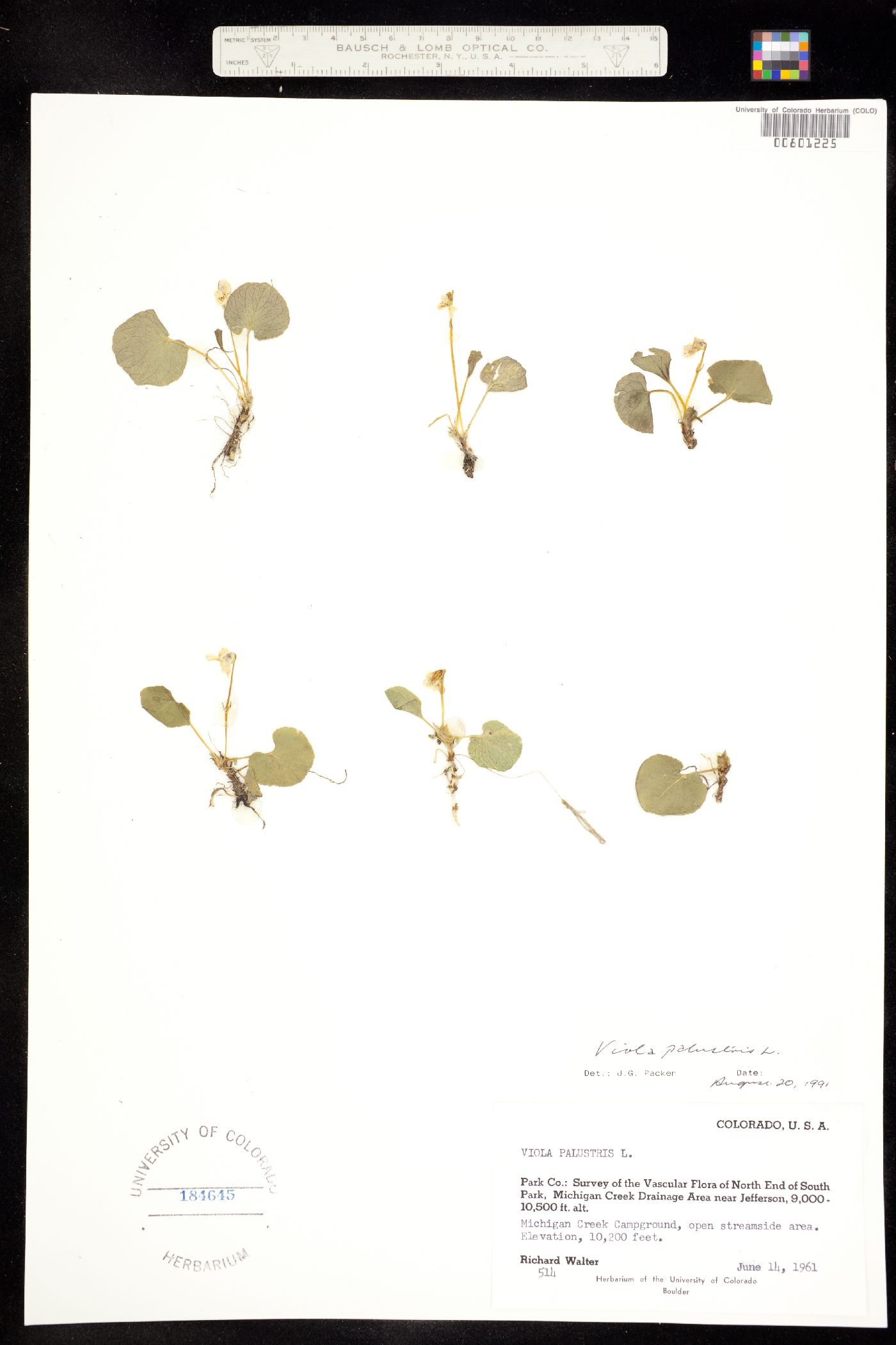 Viola macloskeyi image