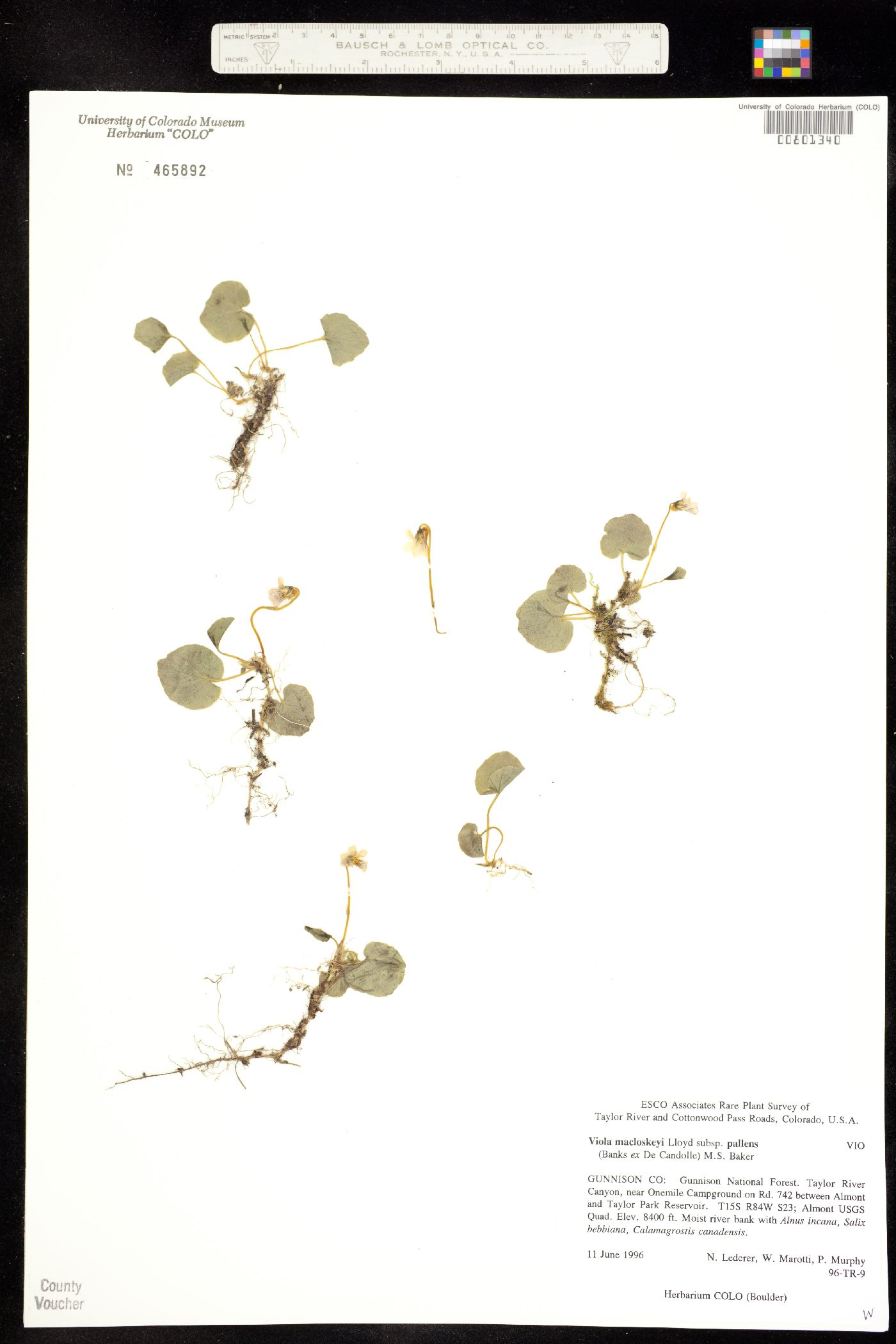 Viola macloskeyi image