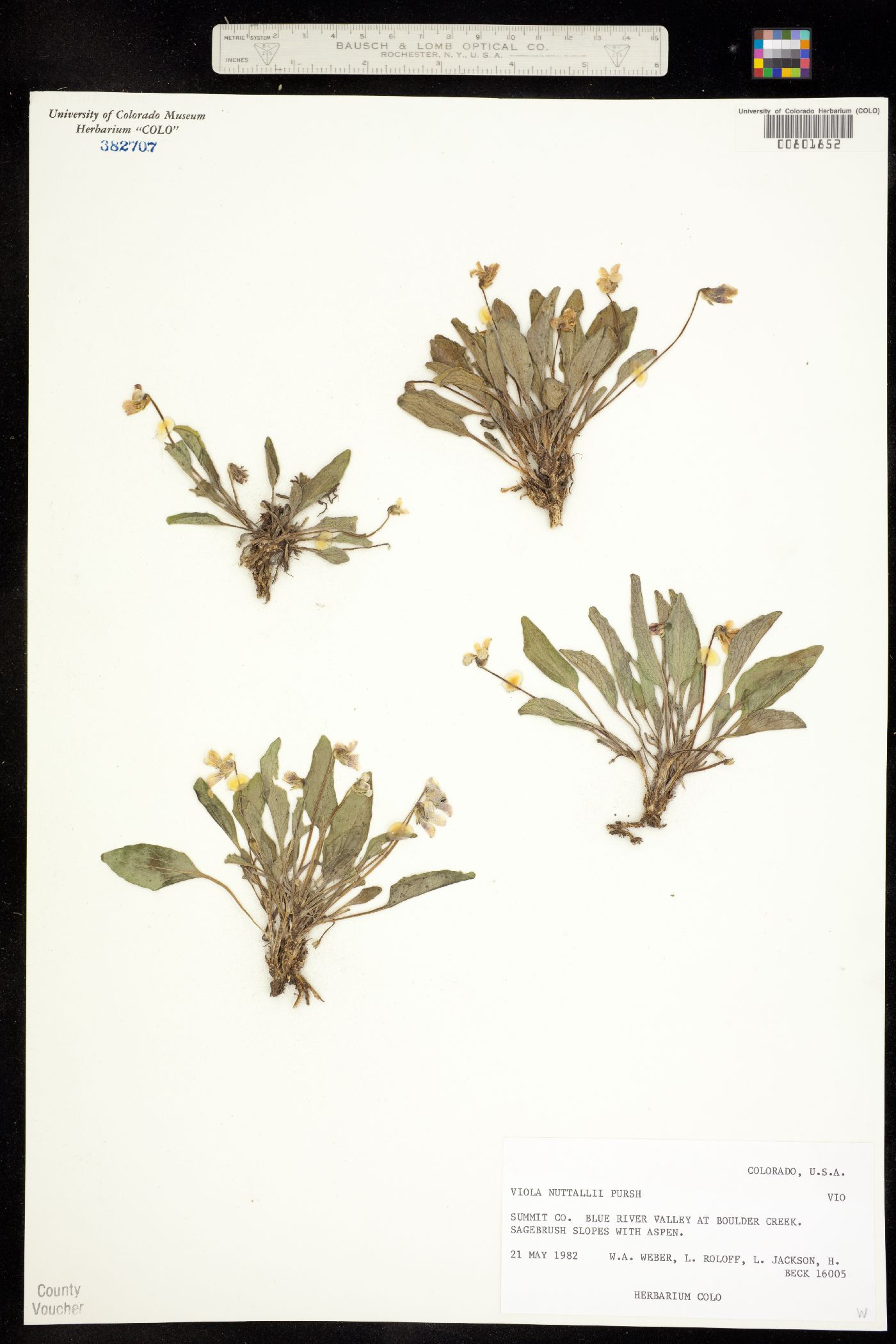 Viola nuttallii image