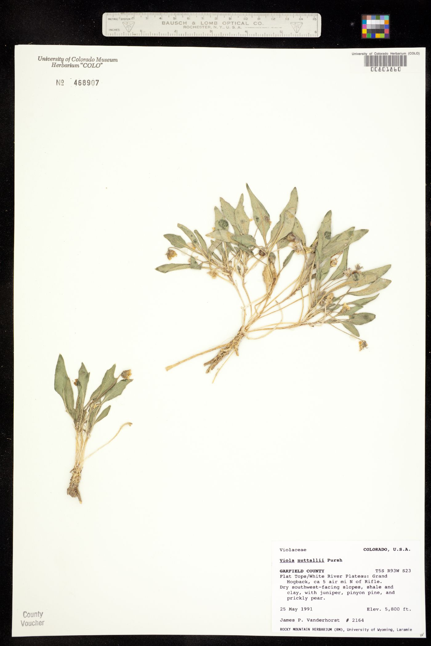 Viola nuttallii image