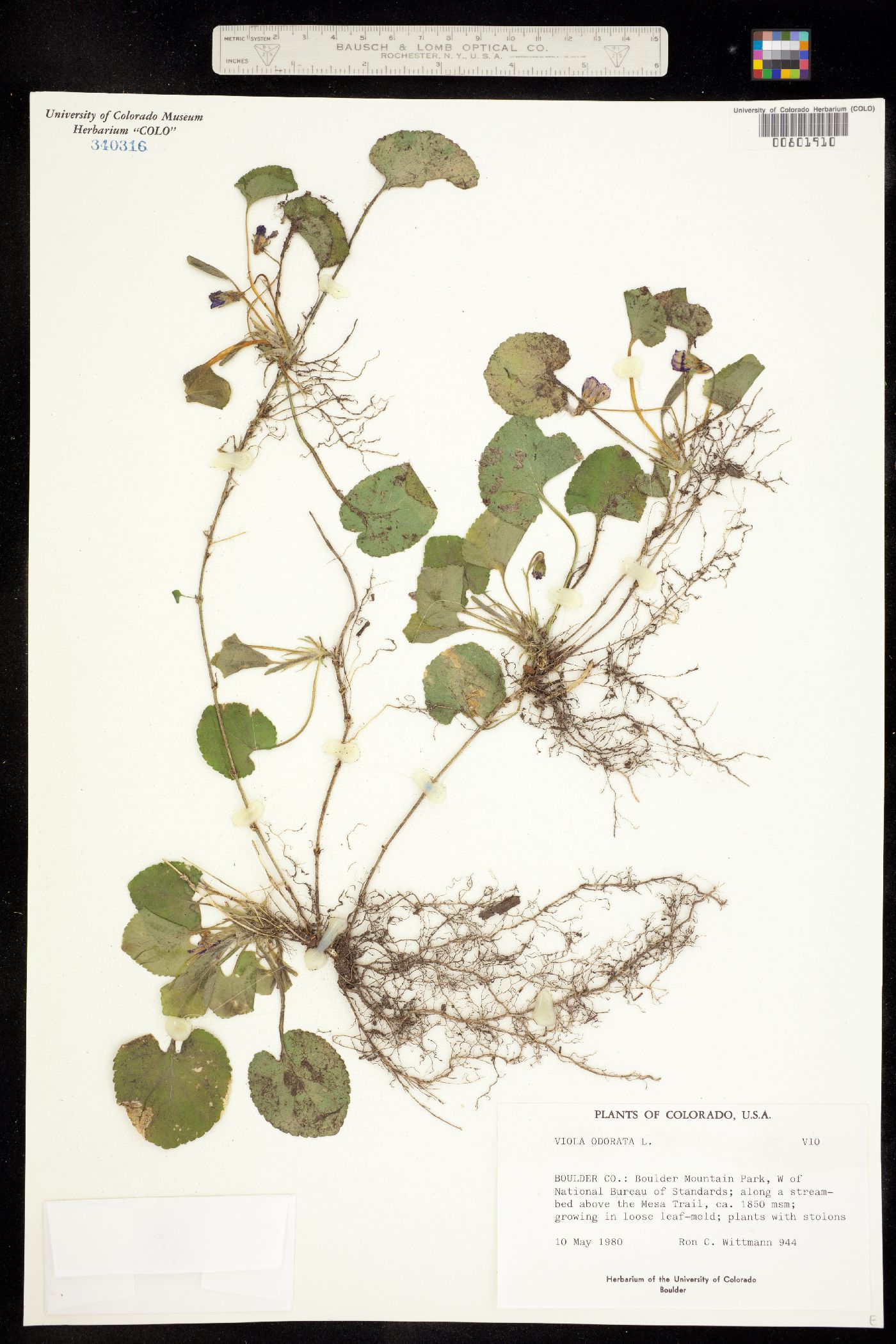 Viola odorata image