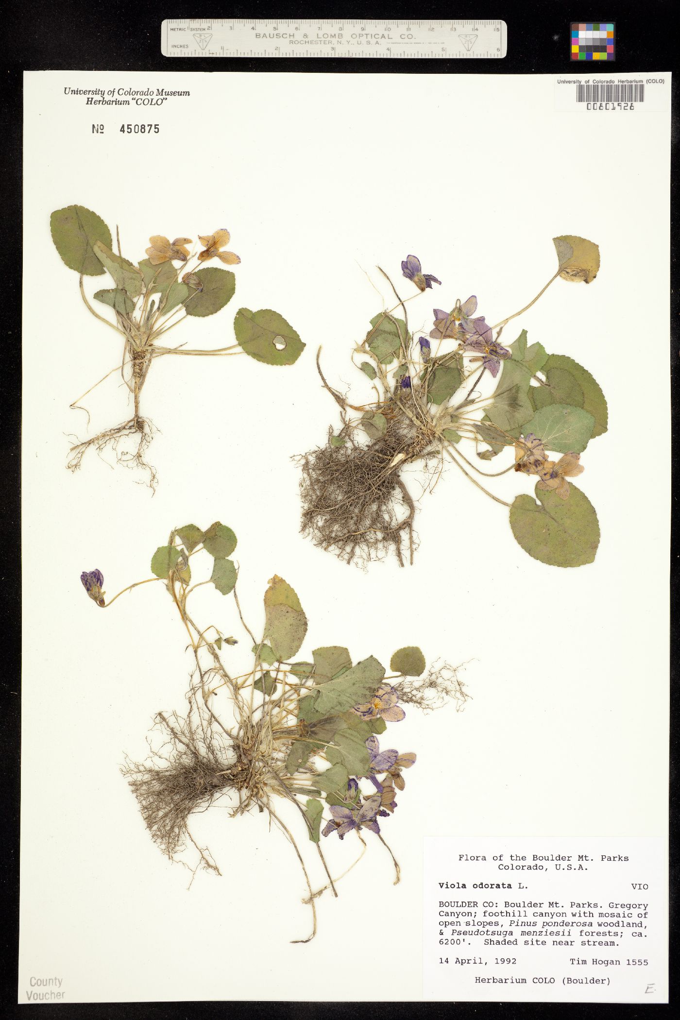 Viola odorata image
