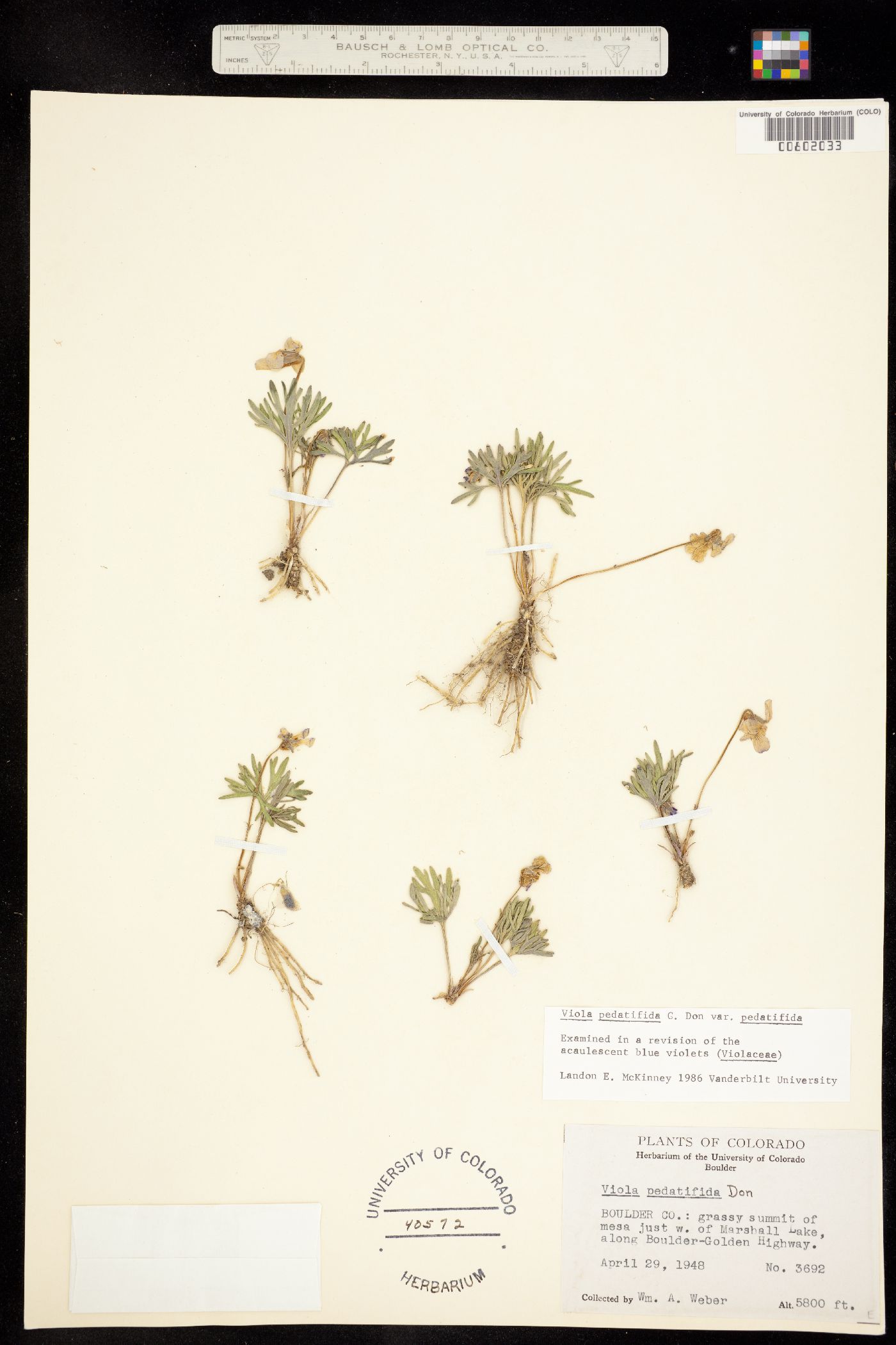 Viola pedatifida image