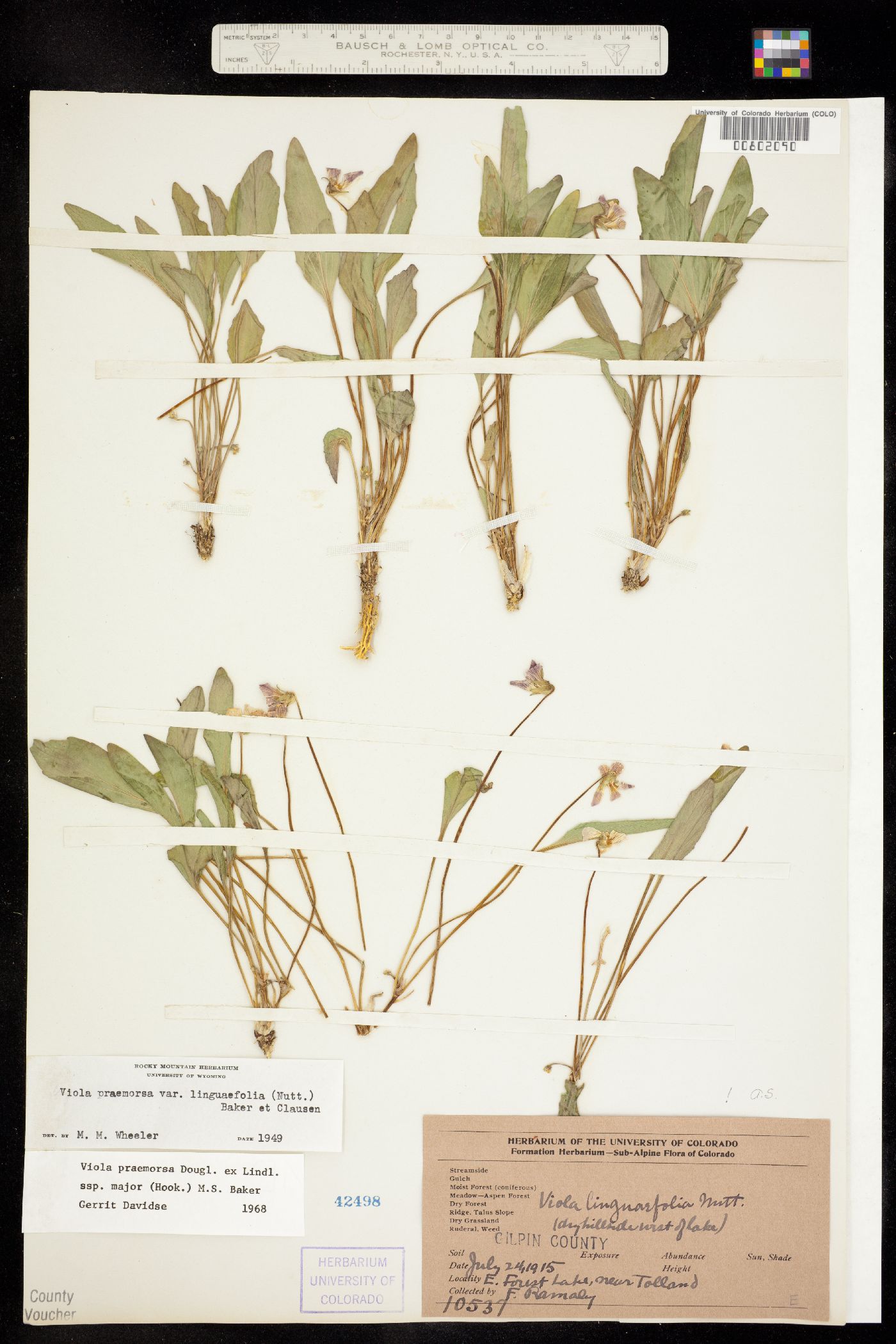 Viola praemorsa var. linguifolia image