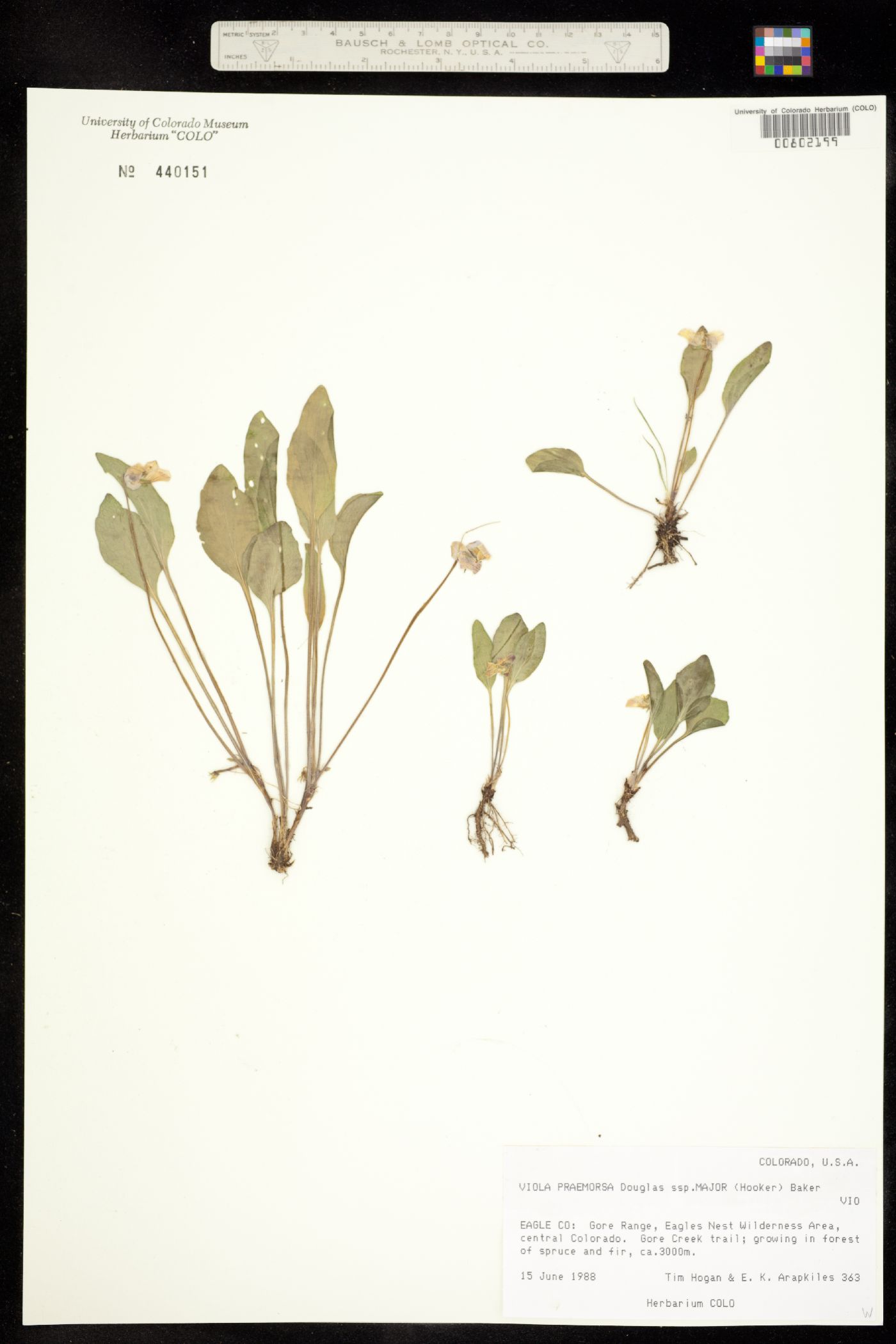 Viola praemorsa var. linguifolia image