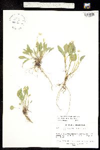 Viola praemorsa var. linguifolia image