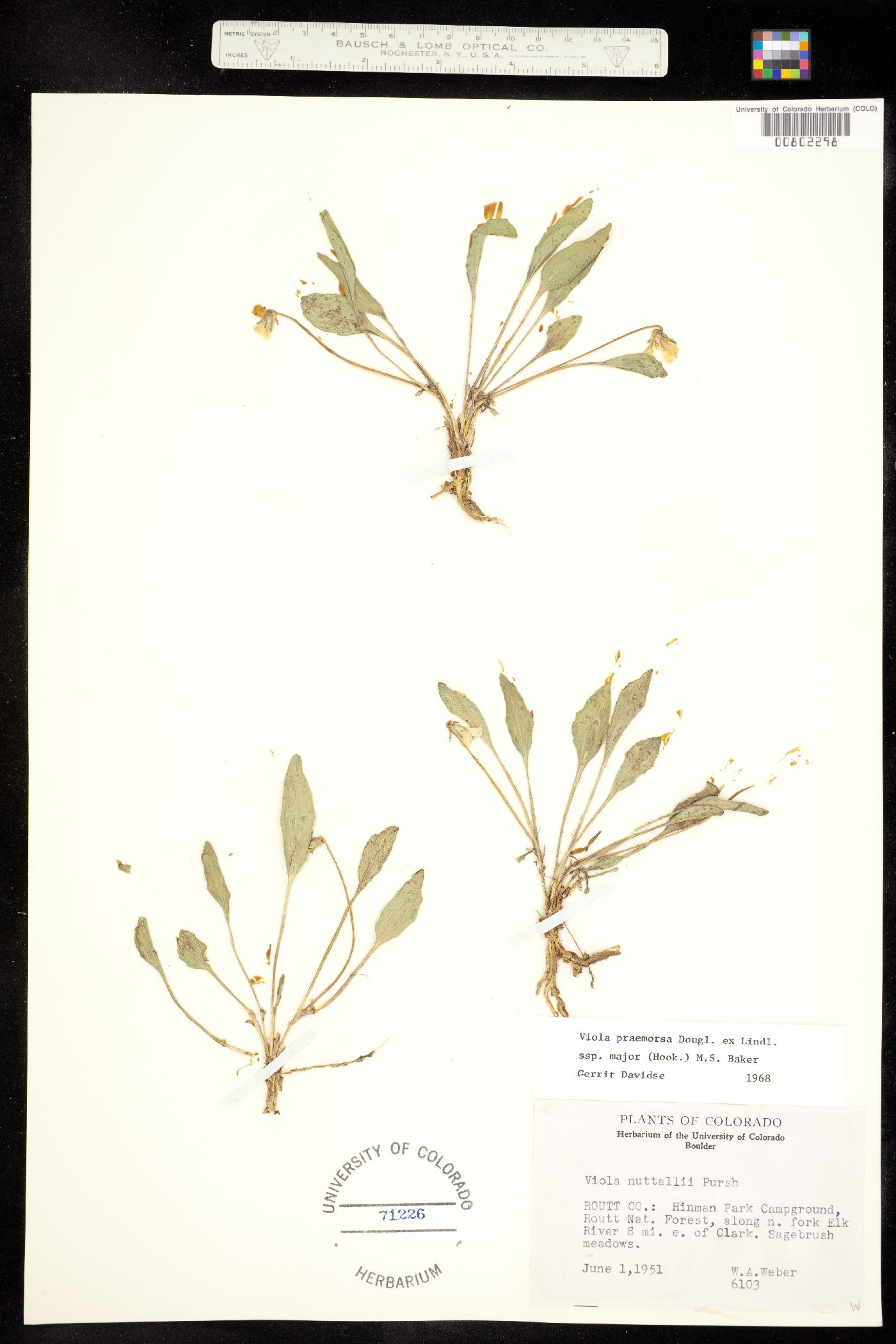 Viola praemorsa var. linguifolia image