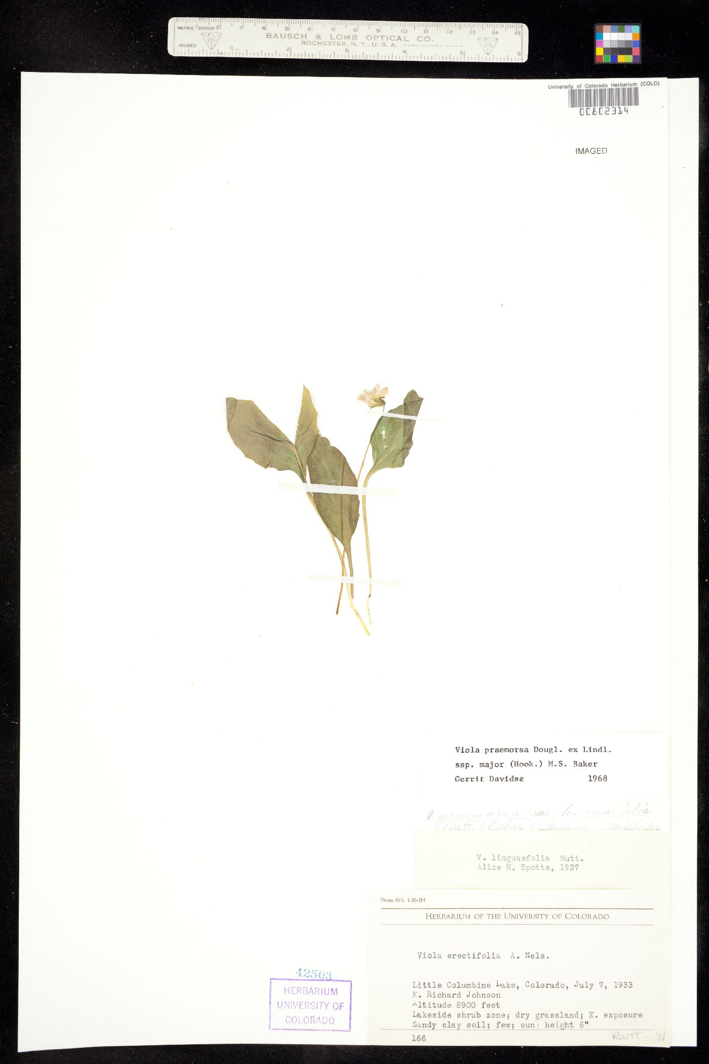 Viola praemorsa image
