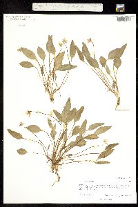 Viola praemorsa image