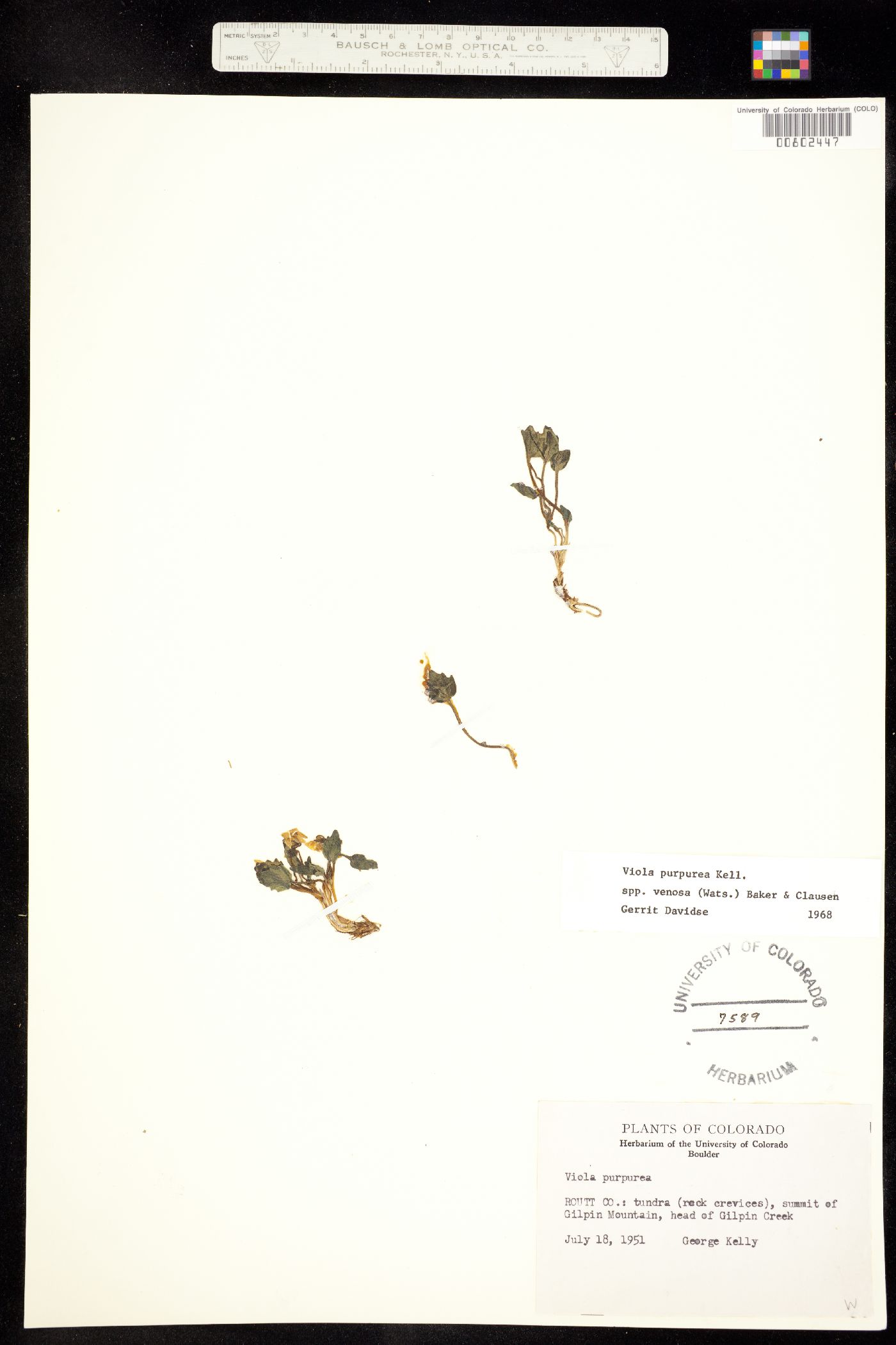 Viola purpurea var. venosa image