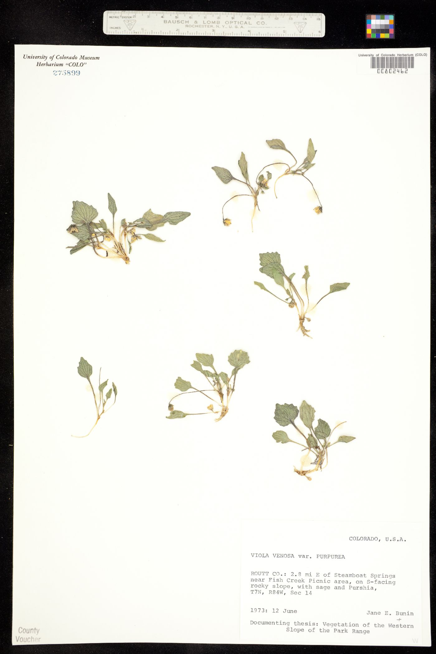 Viola purpurea subsp. venosa image