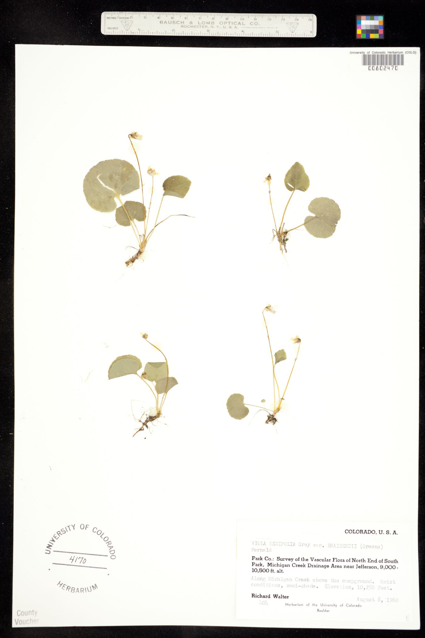 Viola renifolia image