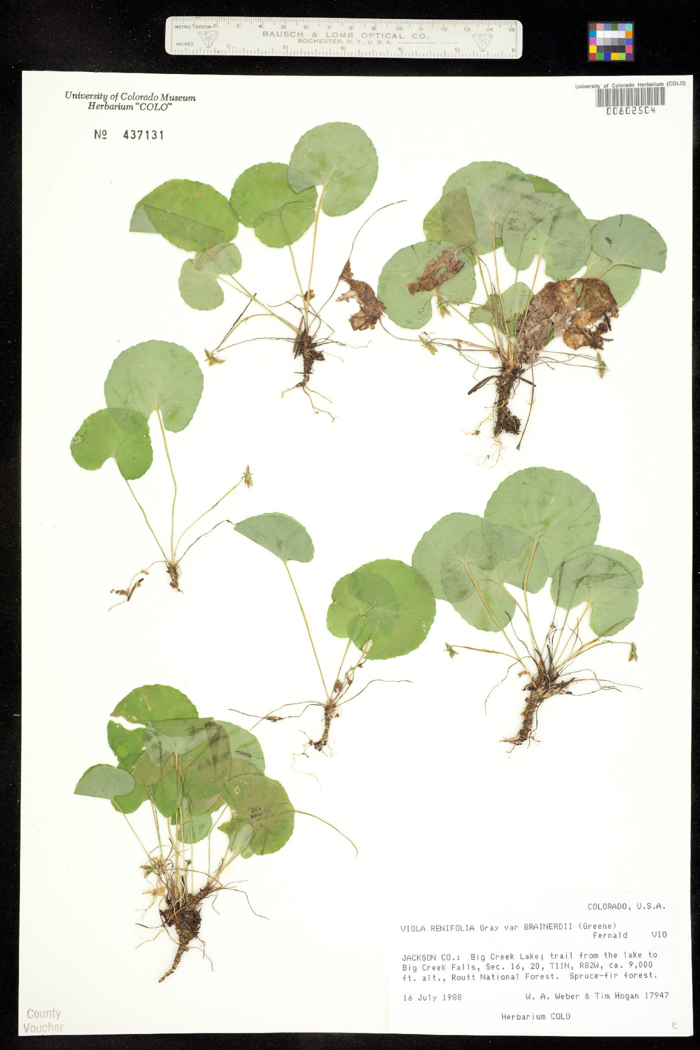 Viola renifolia image