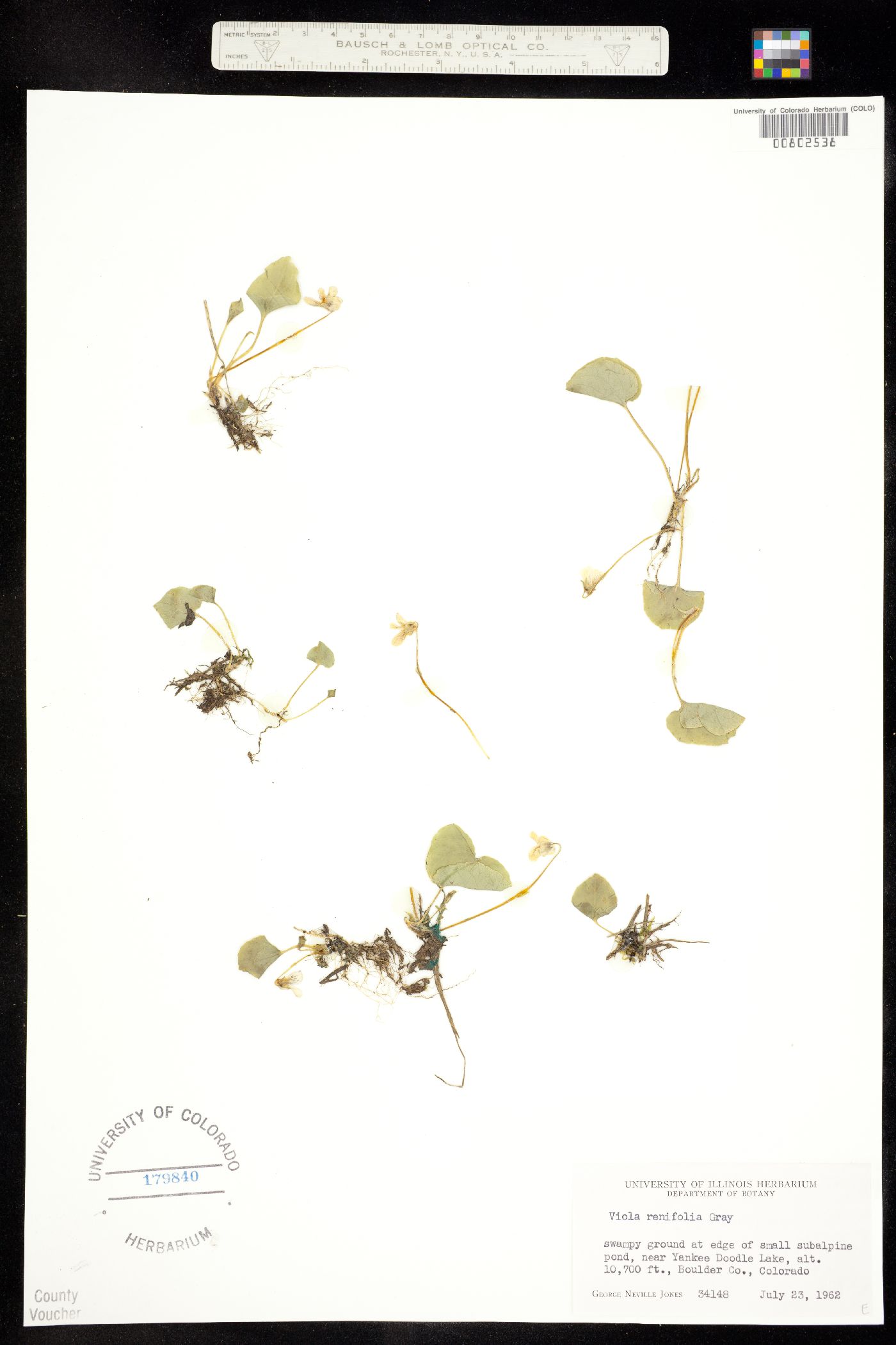 Viola renifolia image
