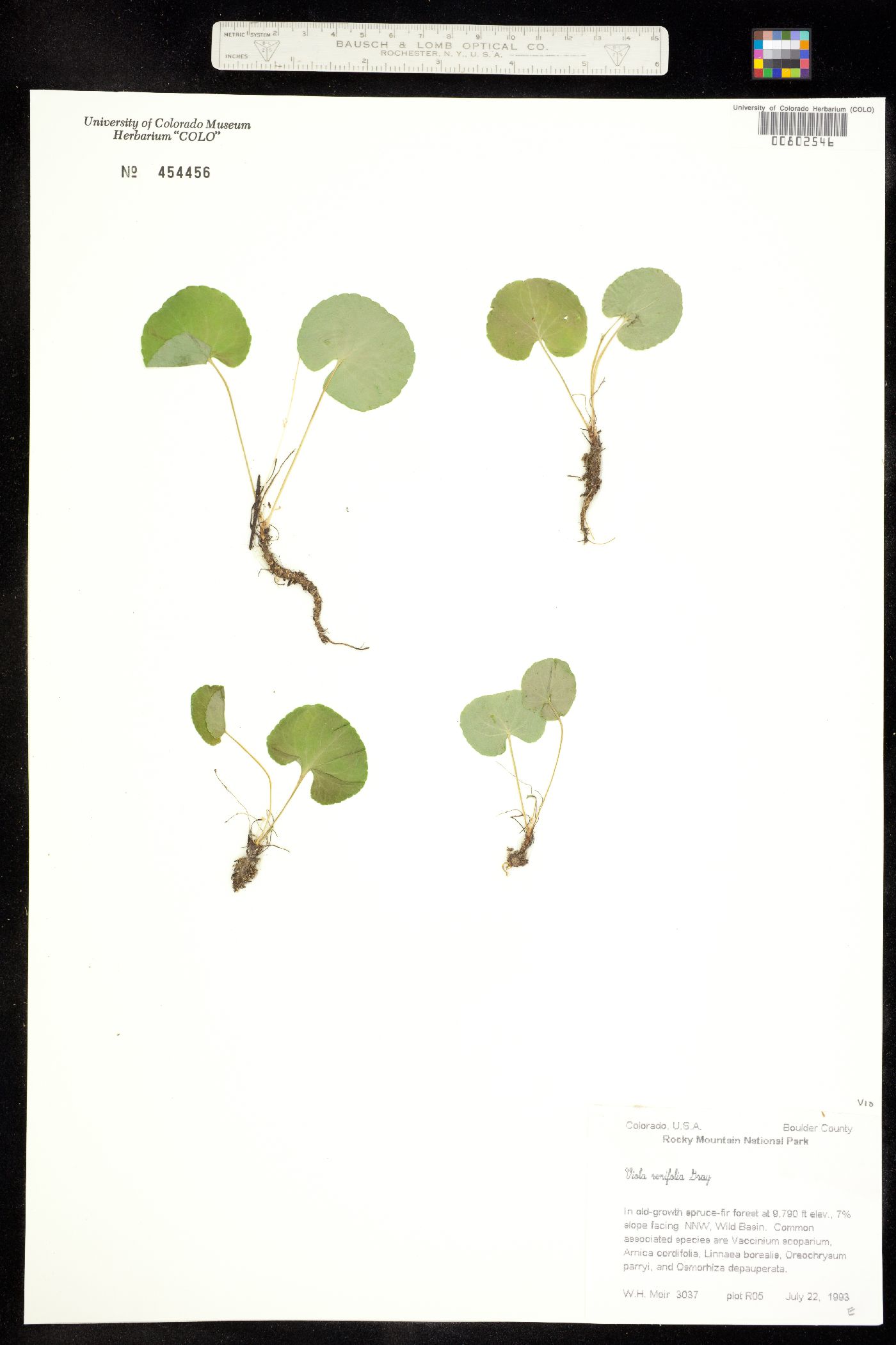 Viola renifolia var. brainerdii image