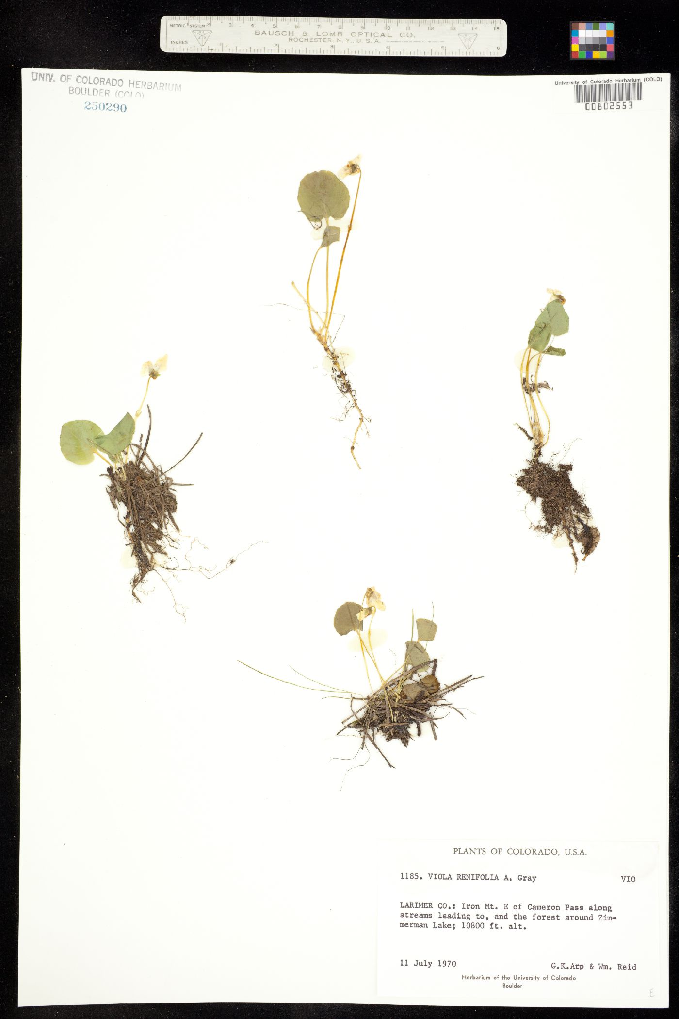 Viola renifolia image