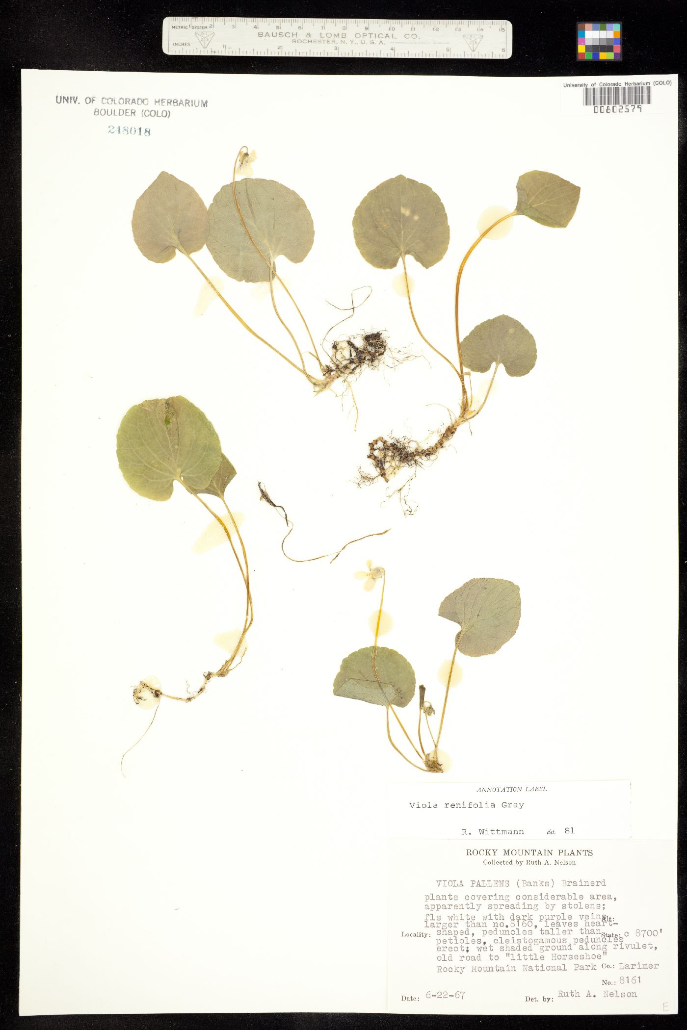 Viola renifolia image