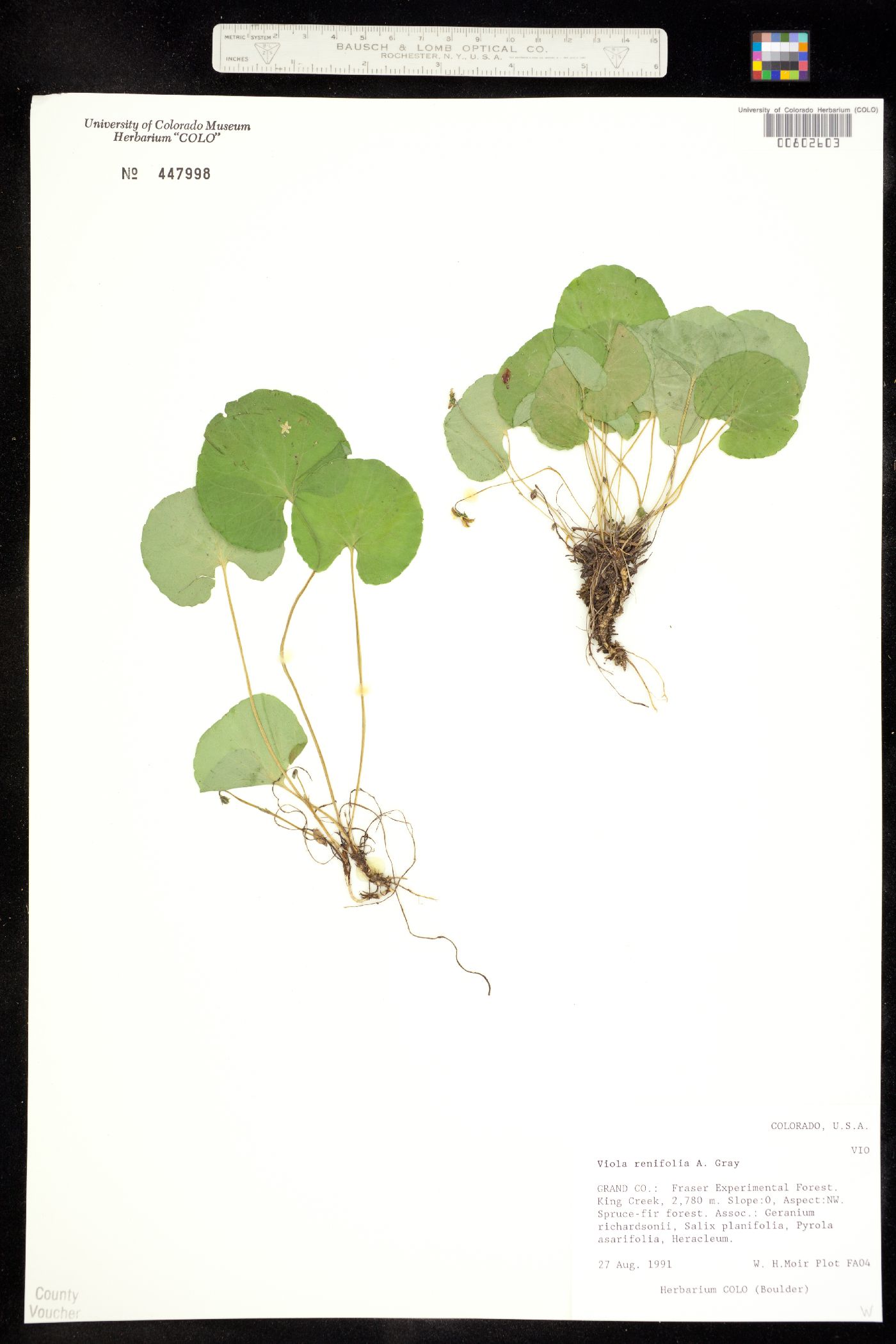 Viola renifolia image