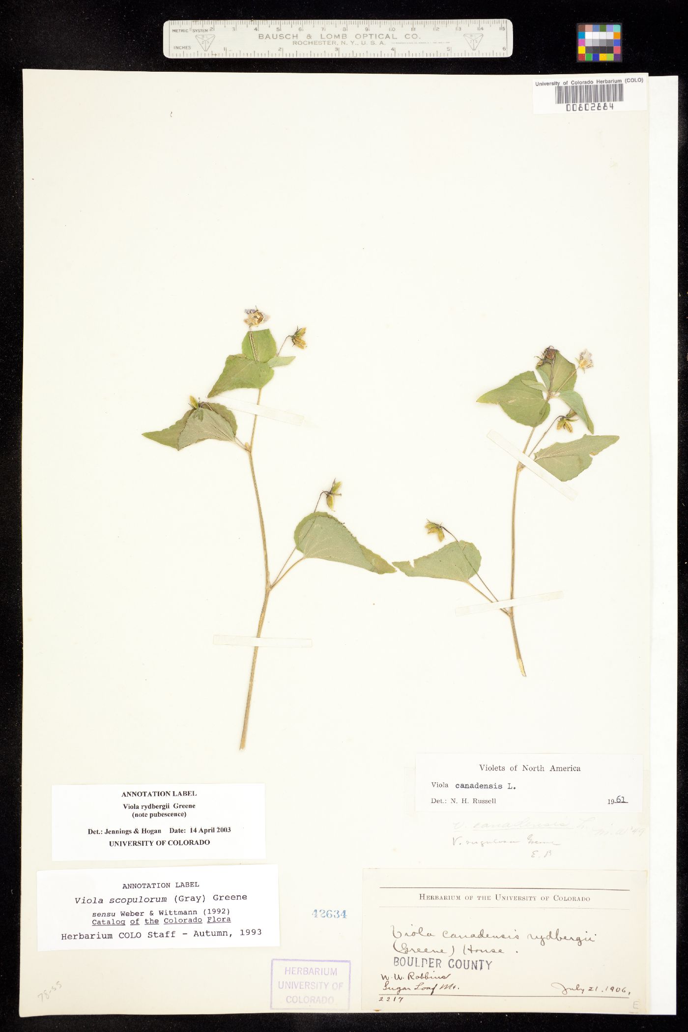 Viola canadensis var. rugulosa image