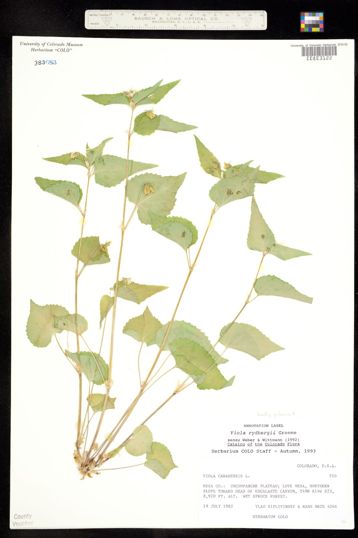 Violaceae image