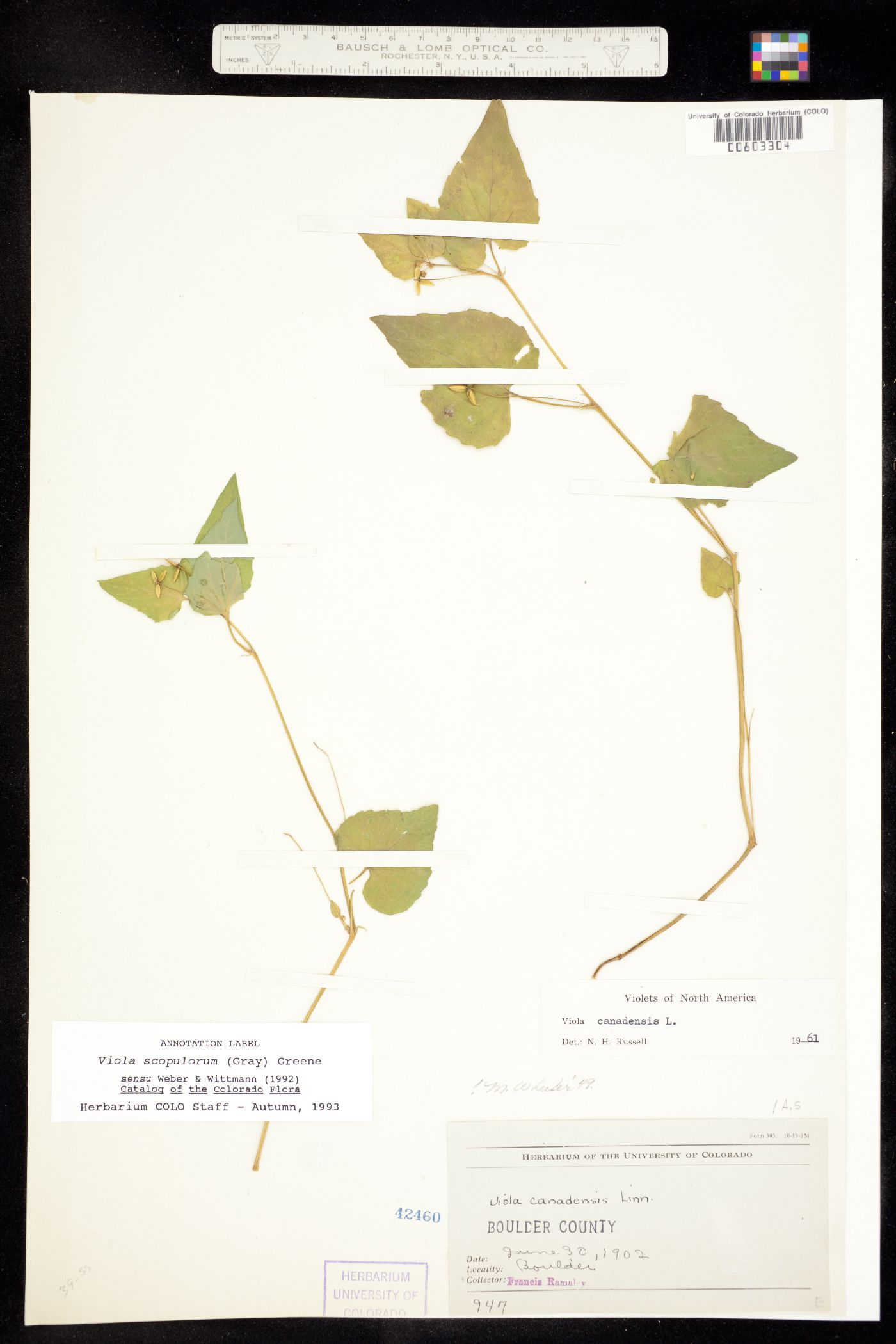 Viola scopulorum image