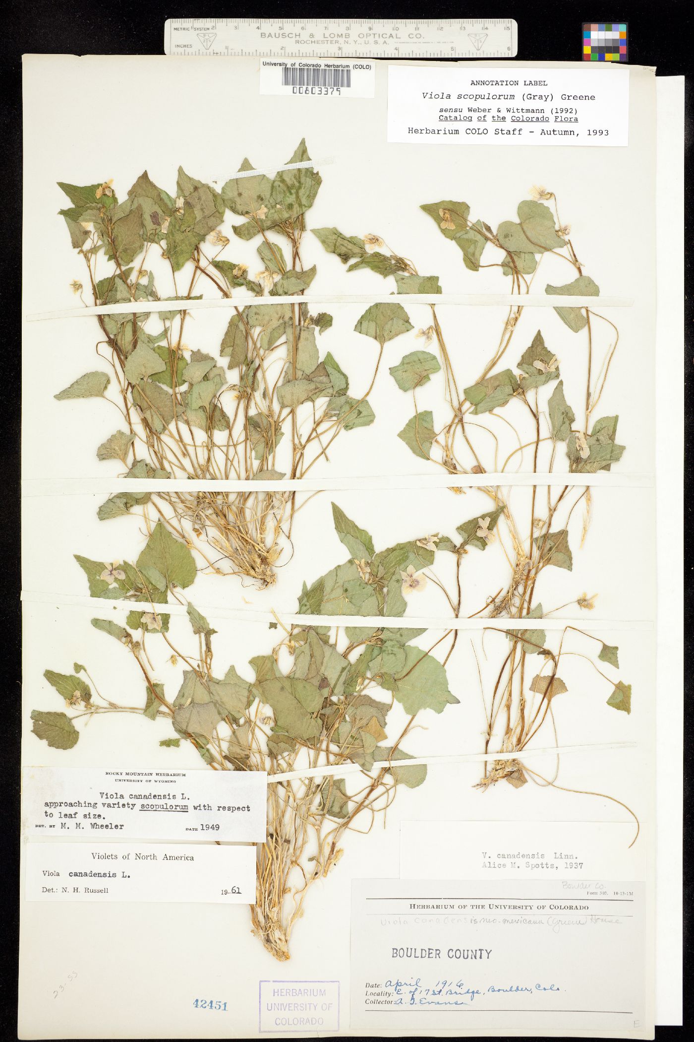 Viola canadensis var. scopulorum image
